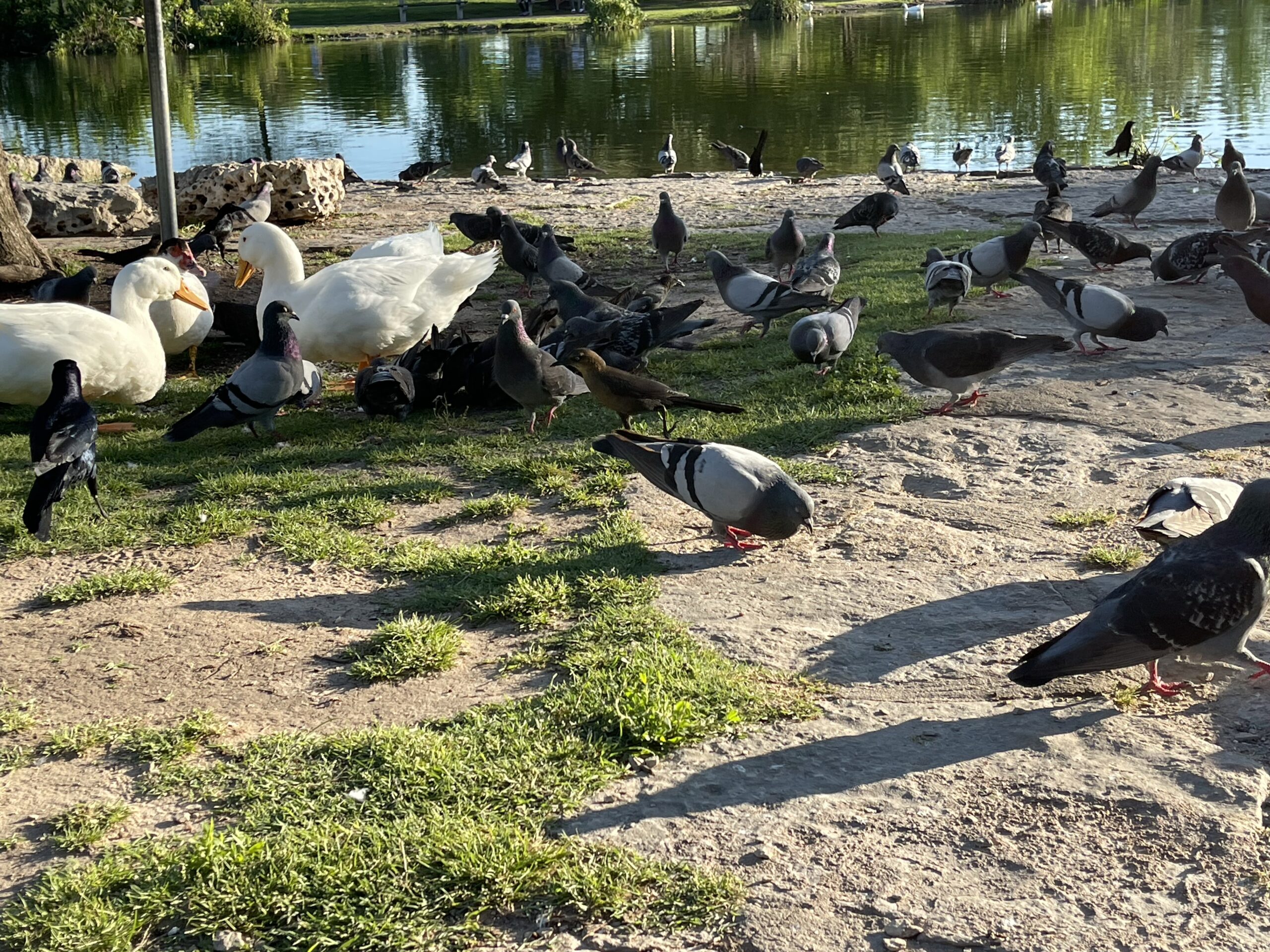 Mueller Park Duck Squad