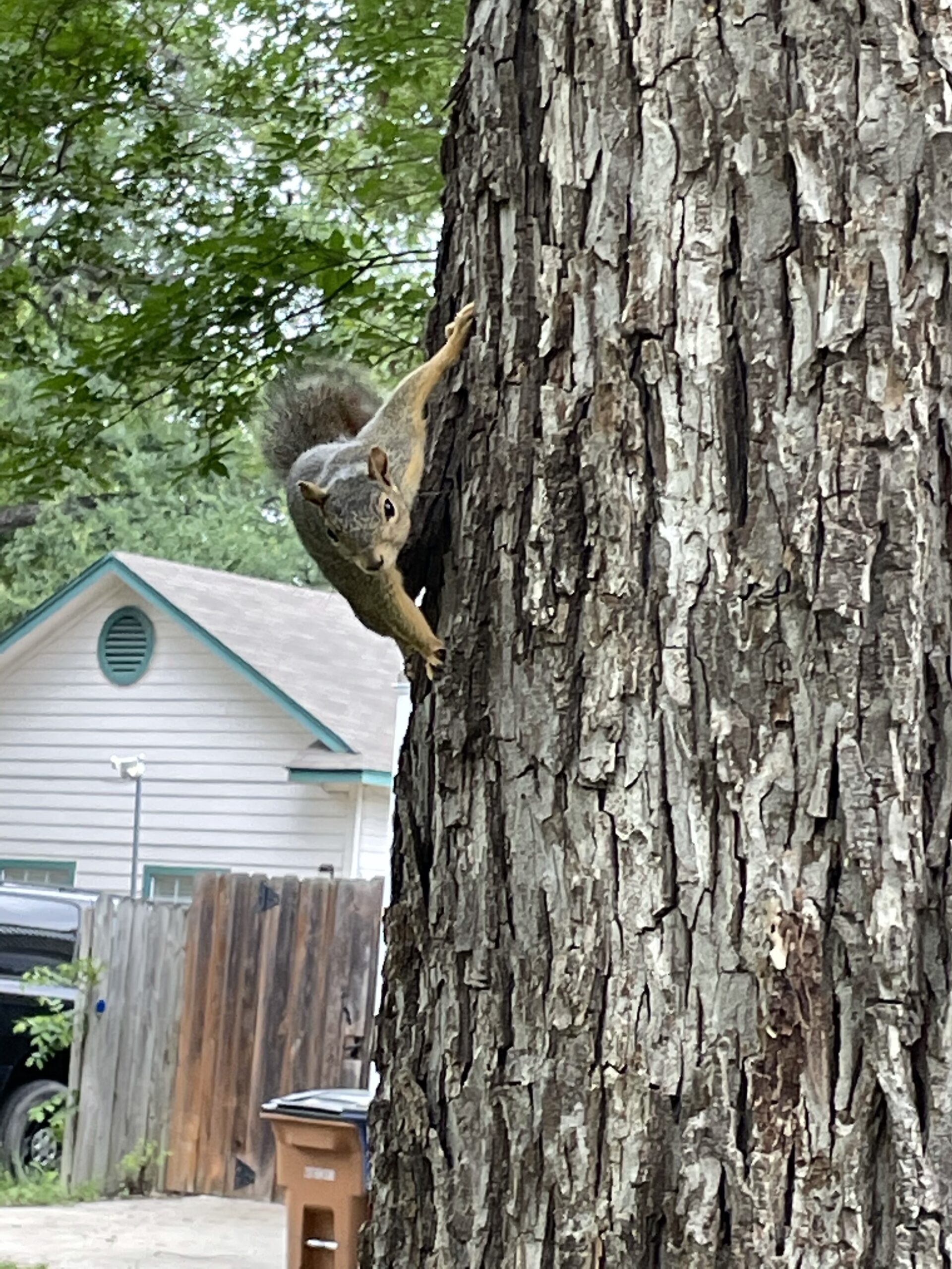 Angry Squirrel