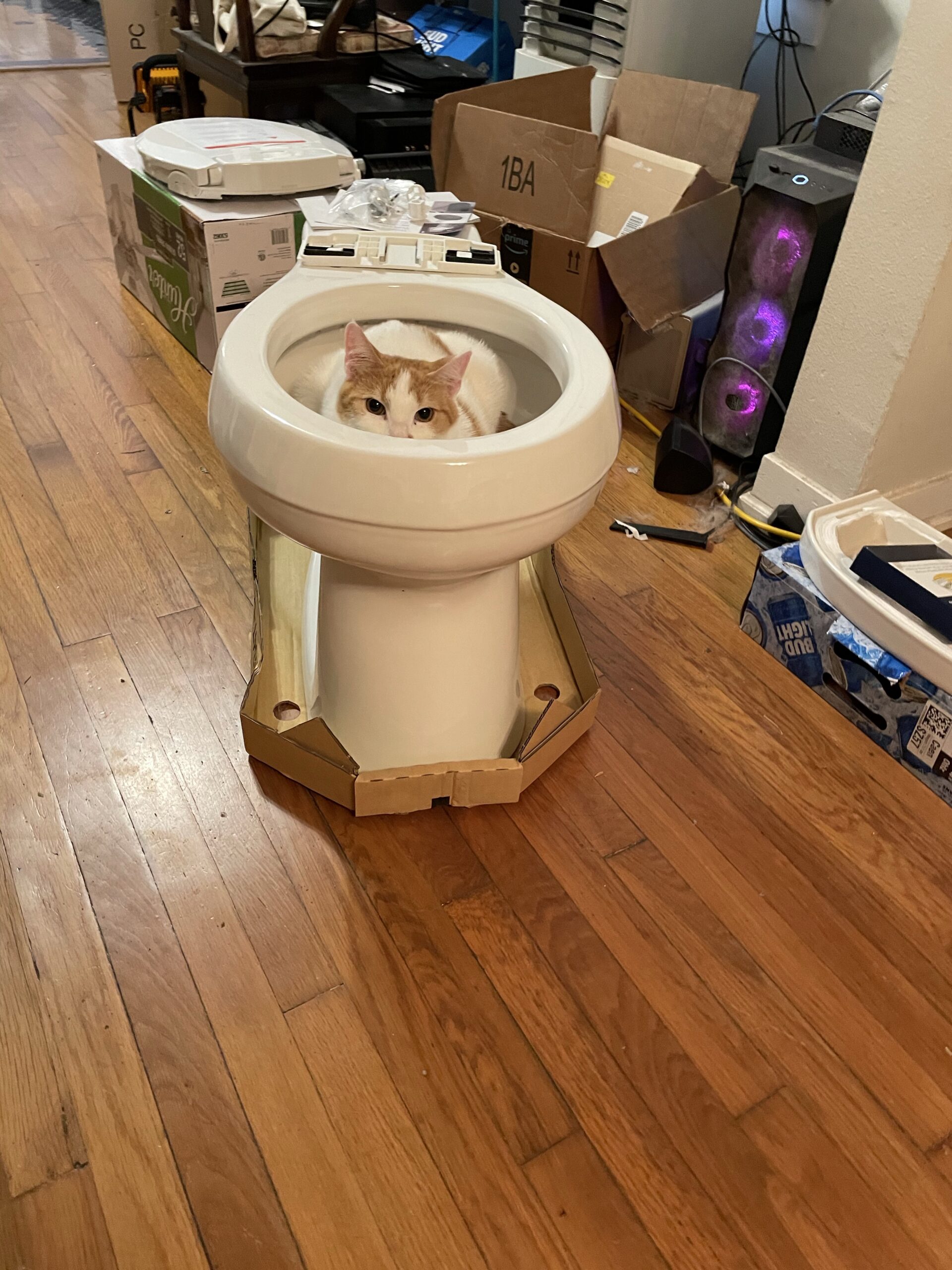 New Toilet