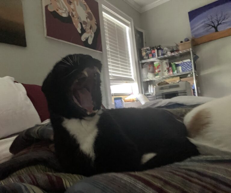 Mega Yawn