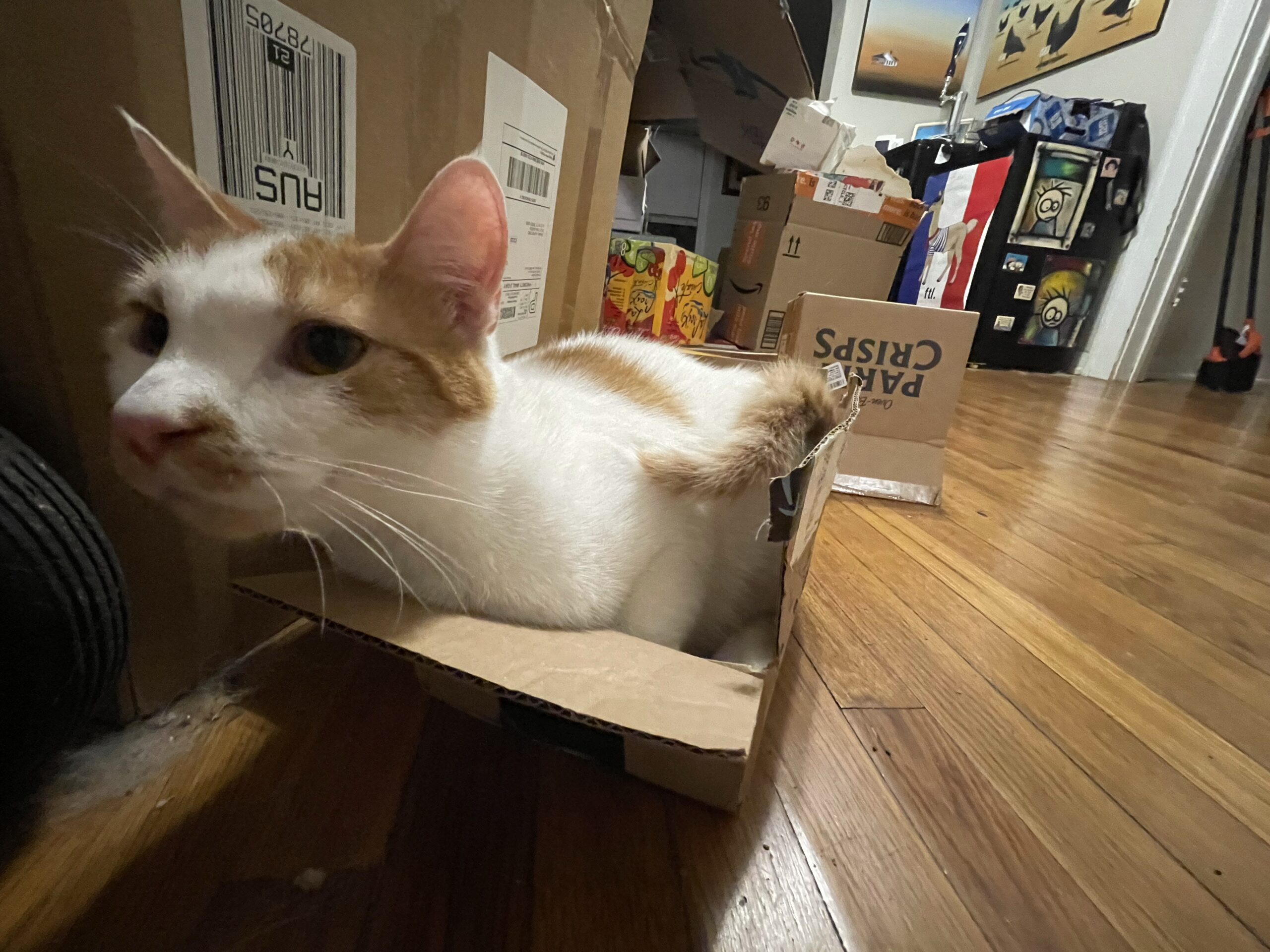 I Can Fit in Anything