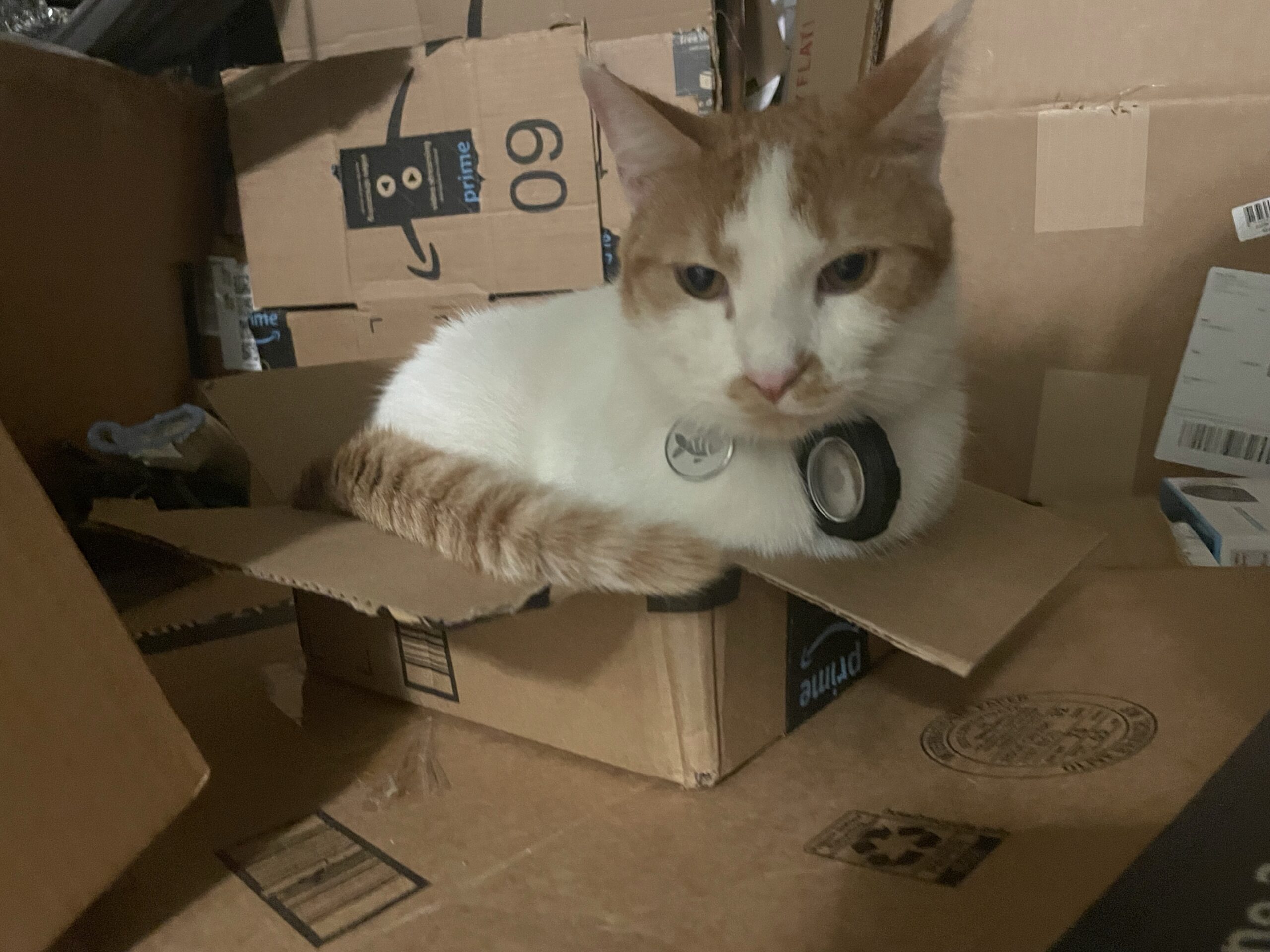 Box Cat