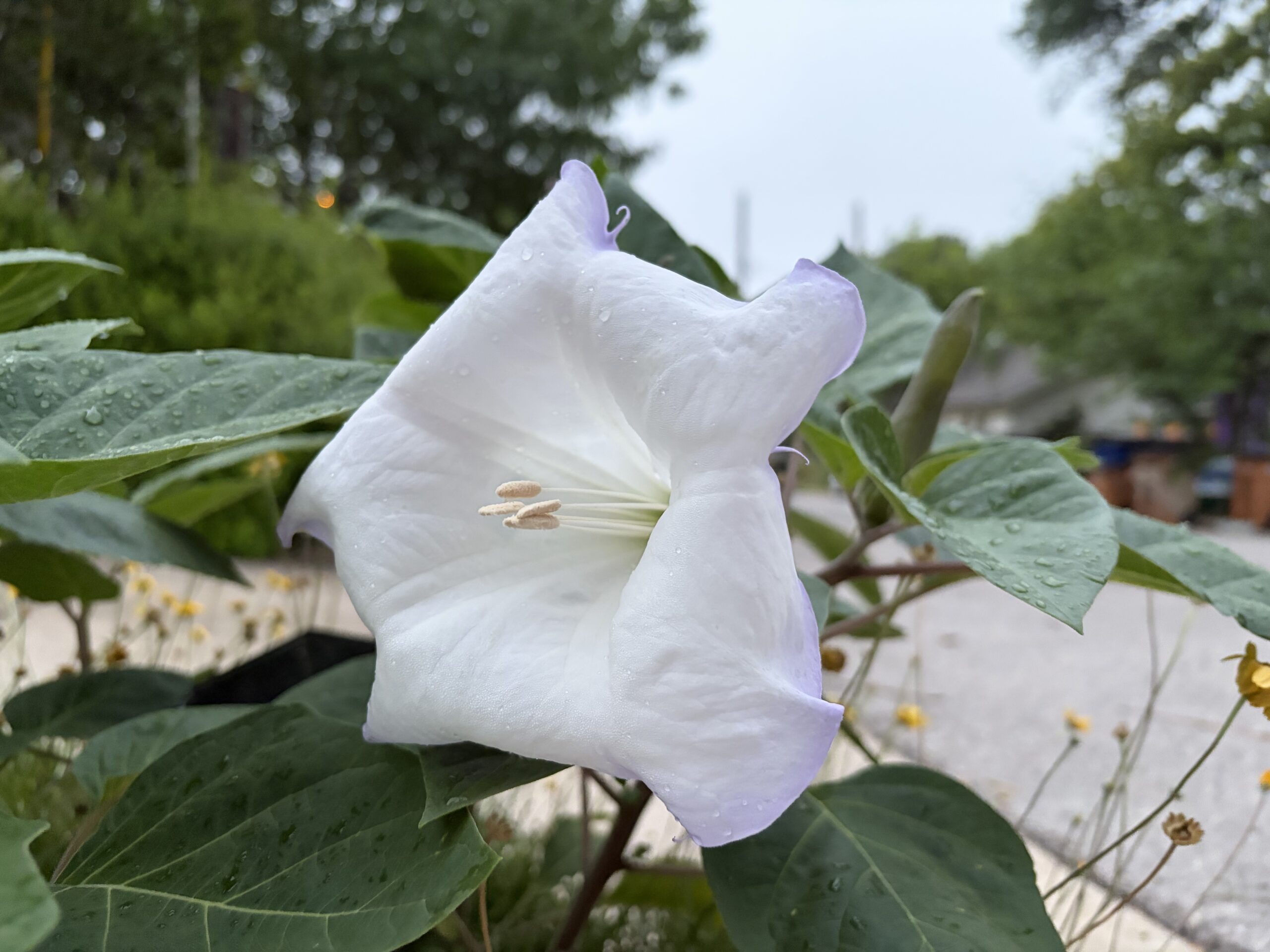 Spring Chonker Flower