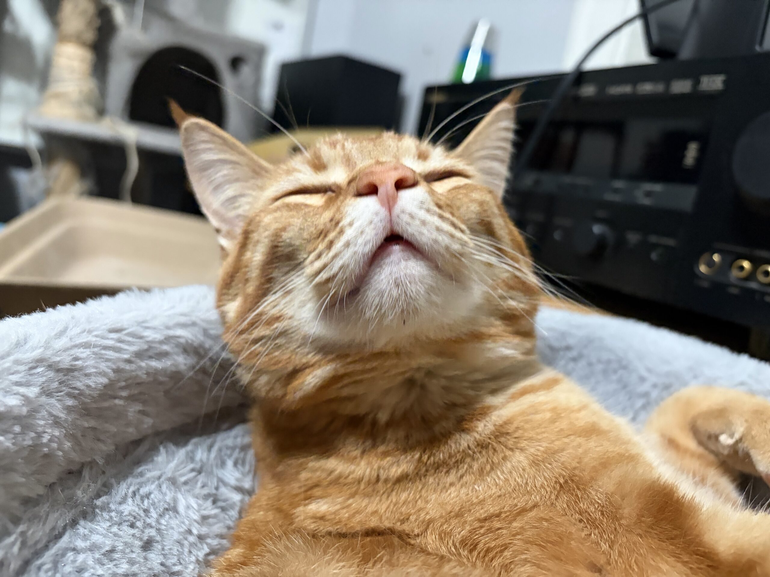 This is an Oddly Happy Cat