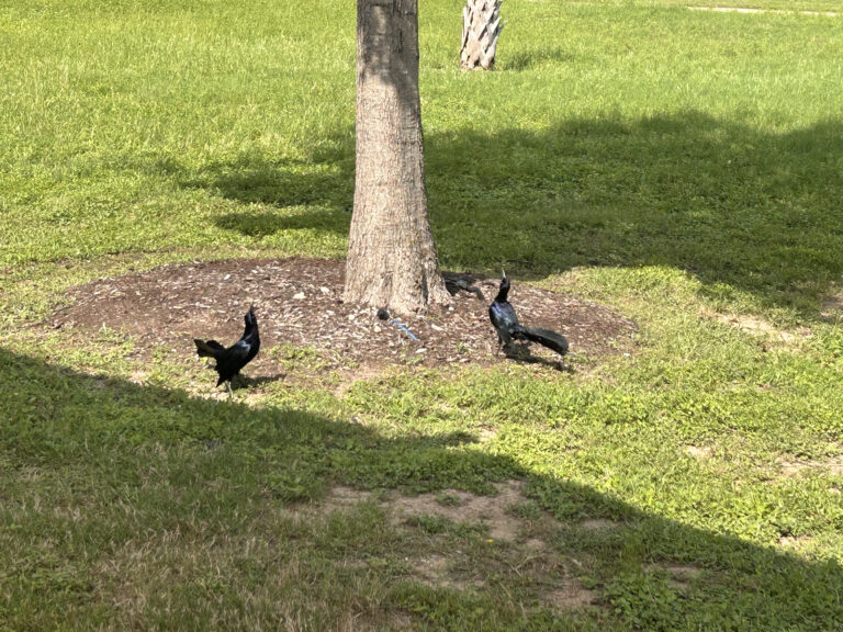 Angry Birds