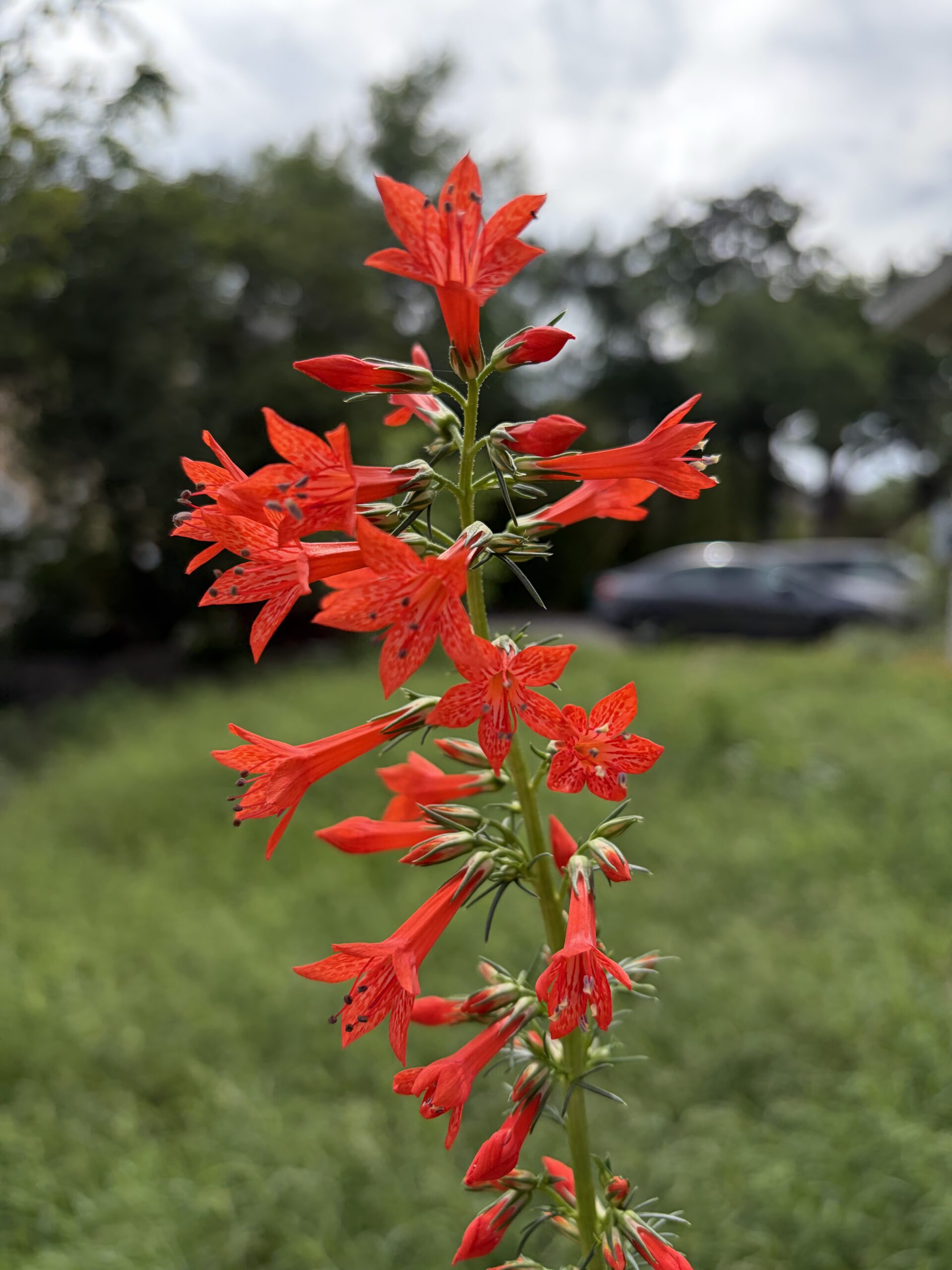 Tiny Orange Flowers