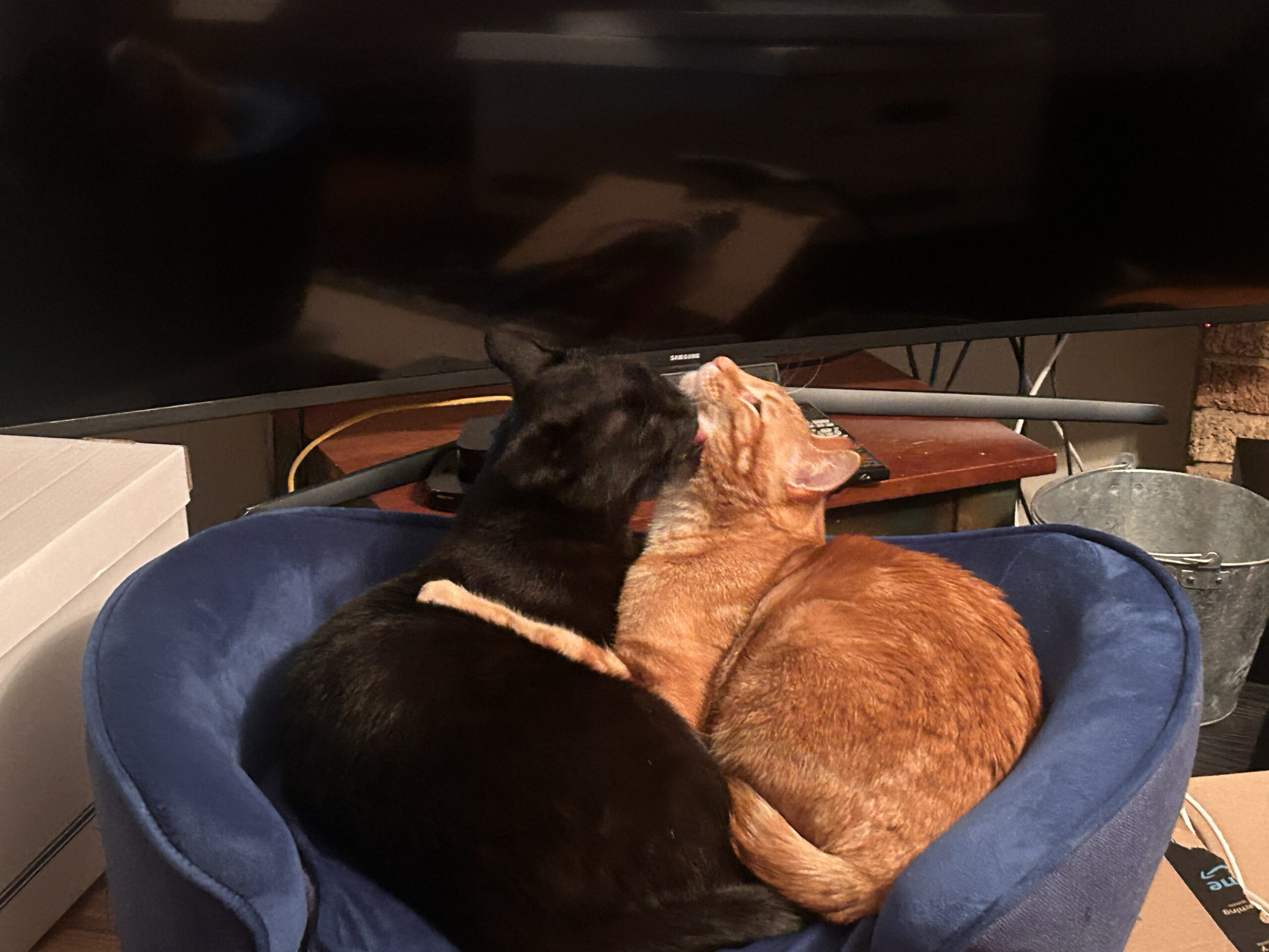 Sneaky Kiss
