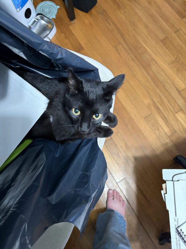 Cat’s in the Bag