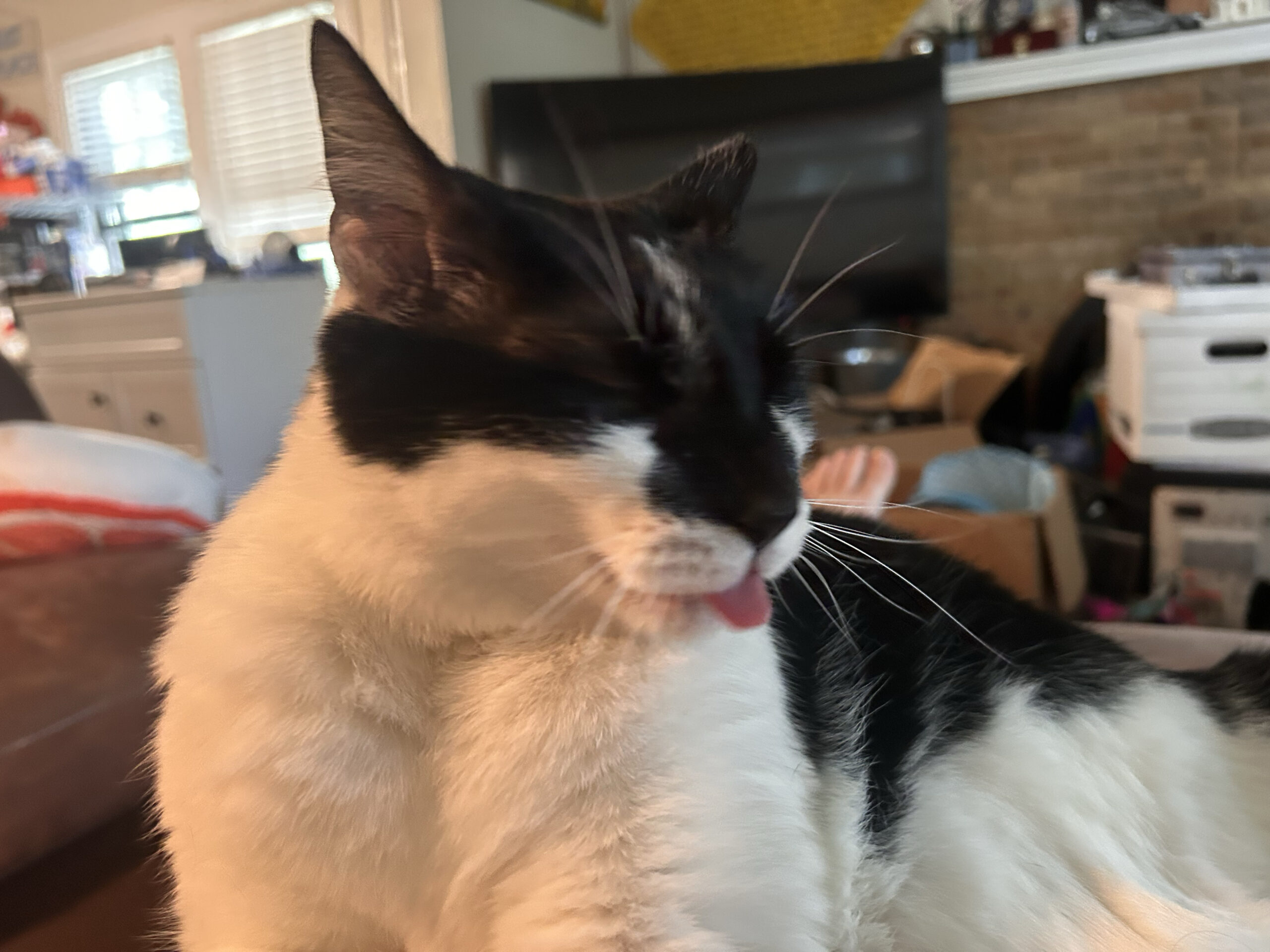 Mega Tongue