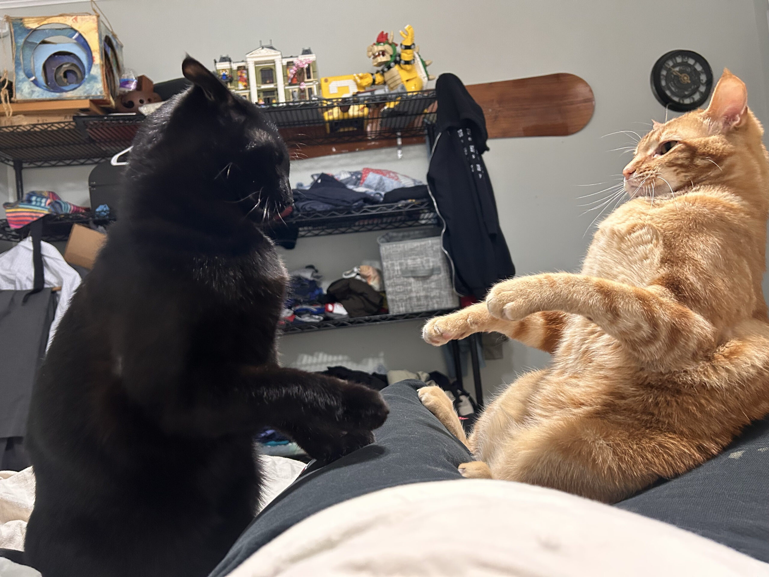 Fat Showdown