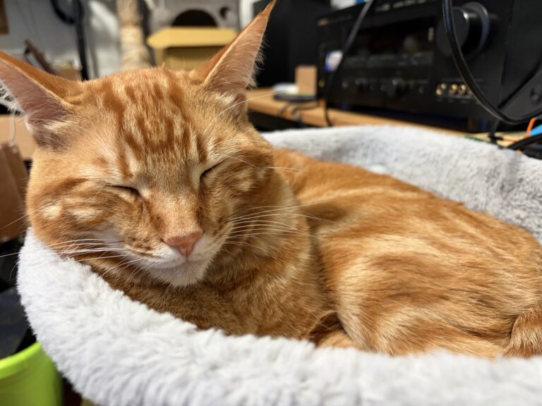 Desk Companion