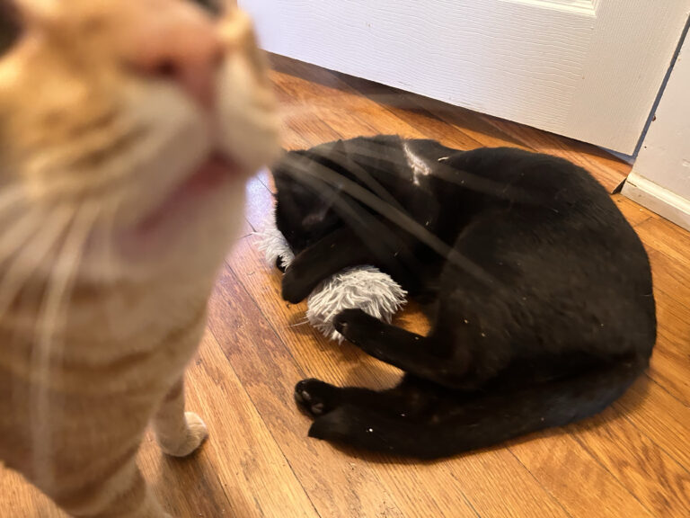 Cat Nip Wins