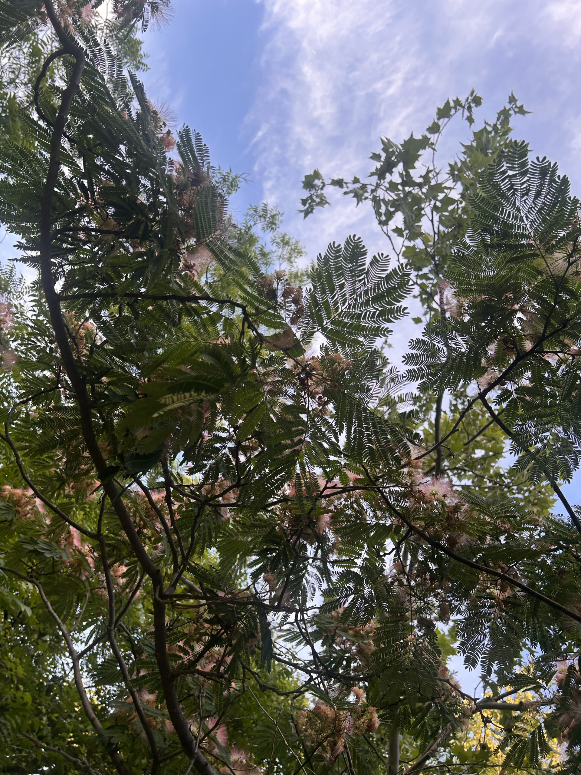 Persian Silk Tree