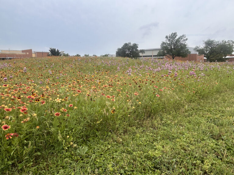 Texas Wildflowers