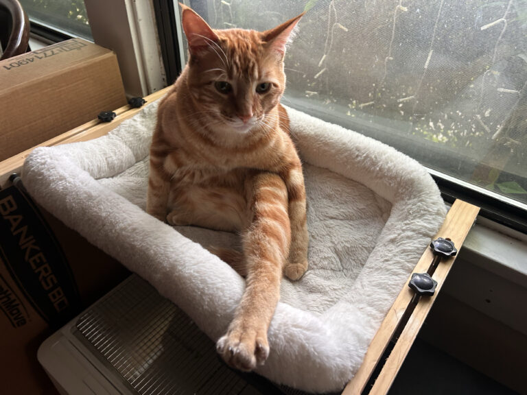 Orange Cat Stuff