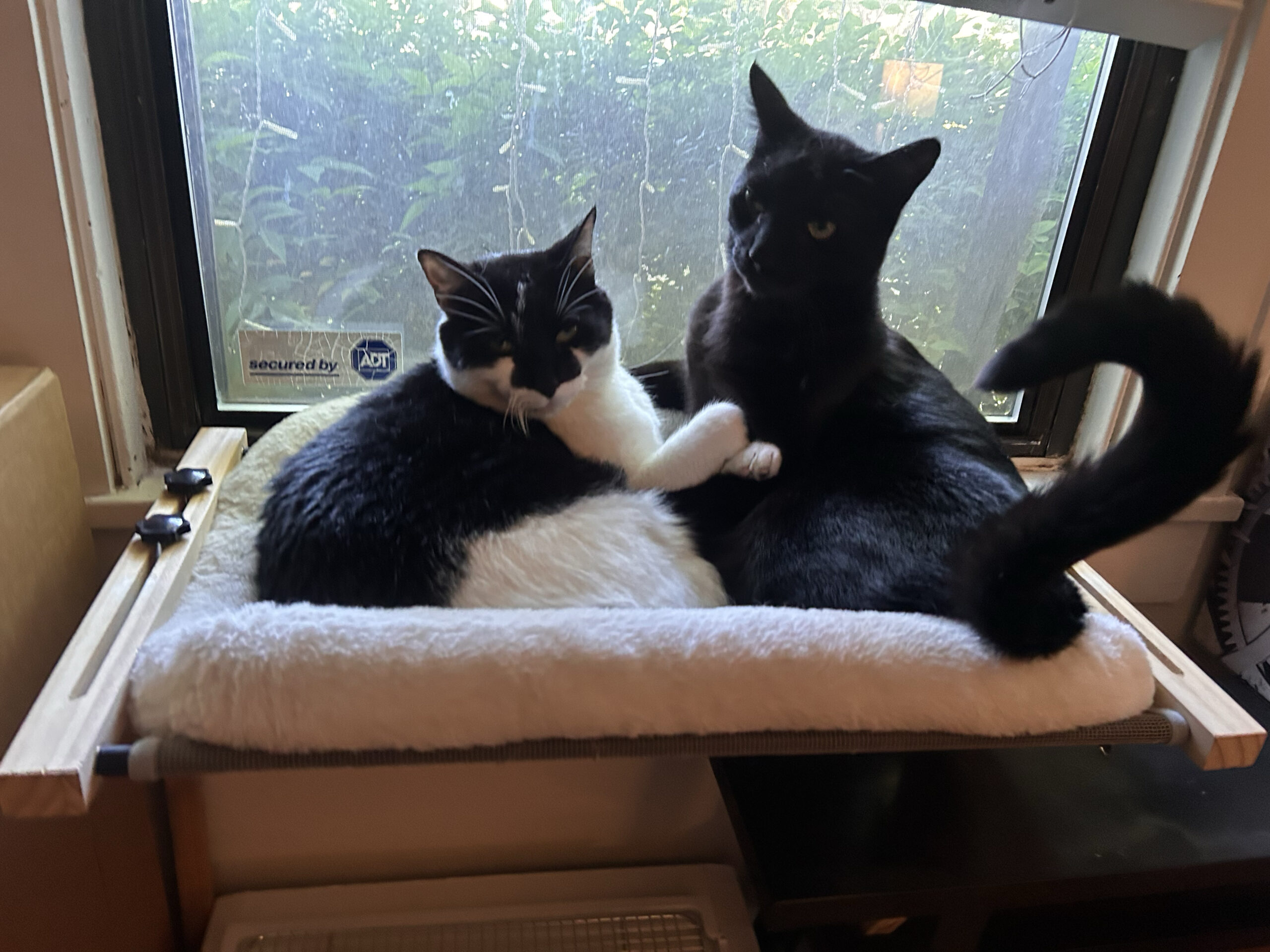 Big Cats