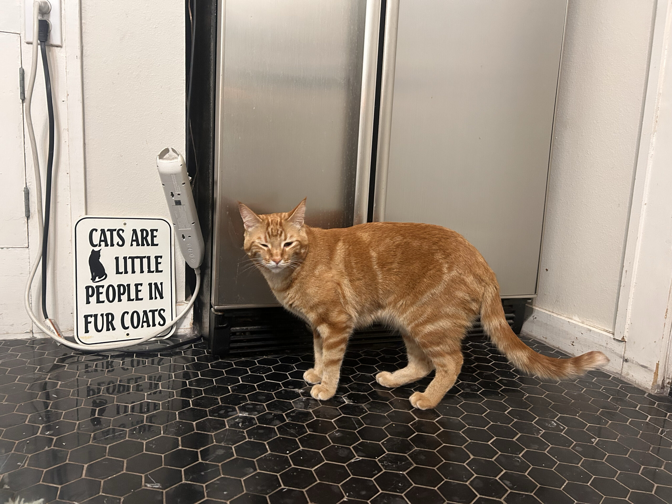 Fresh cat nip: Waffles