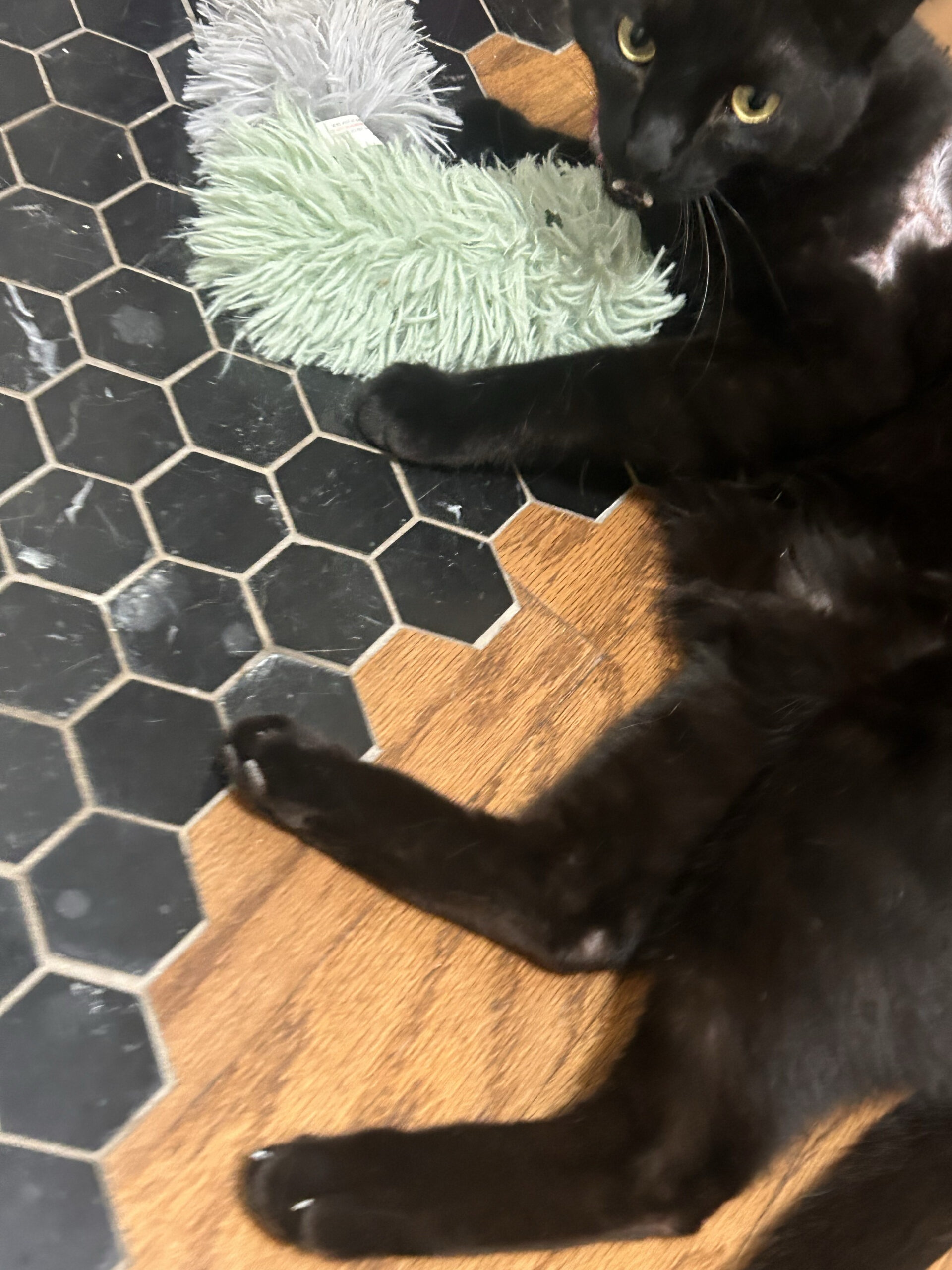 Fresh cat nip: Jack