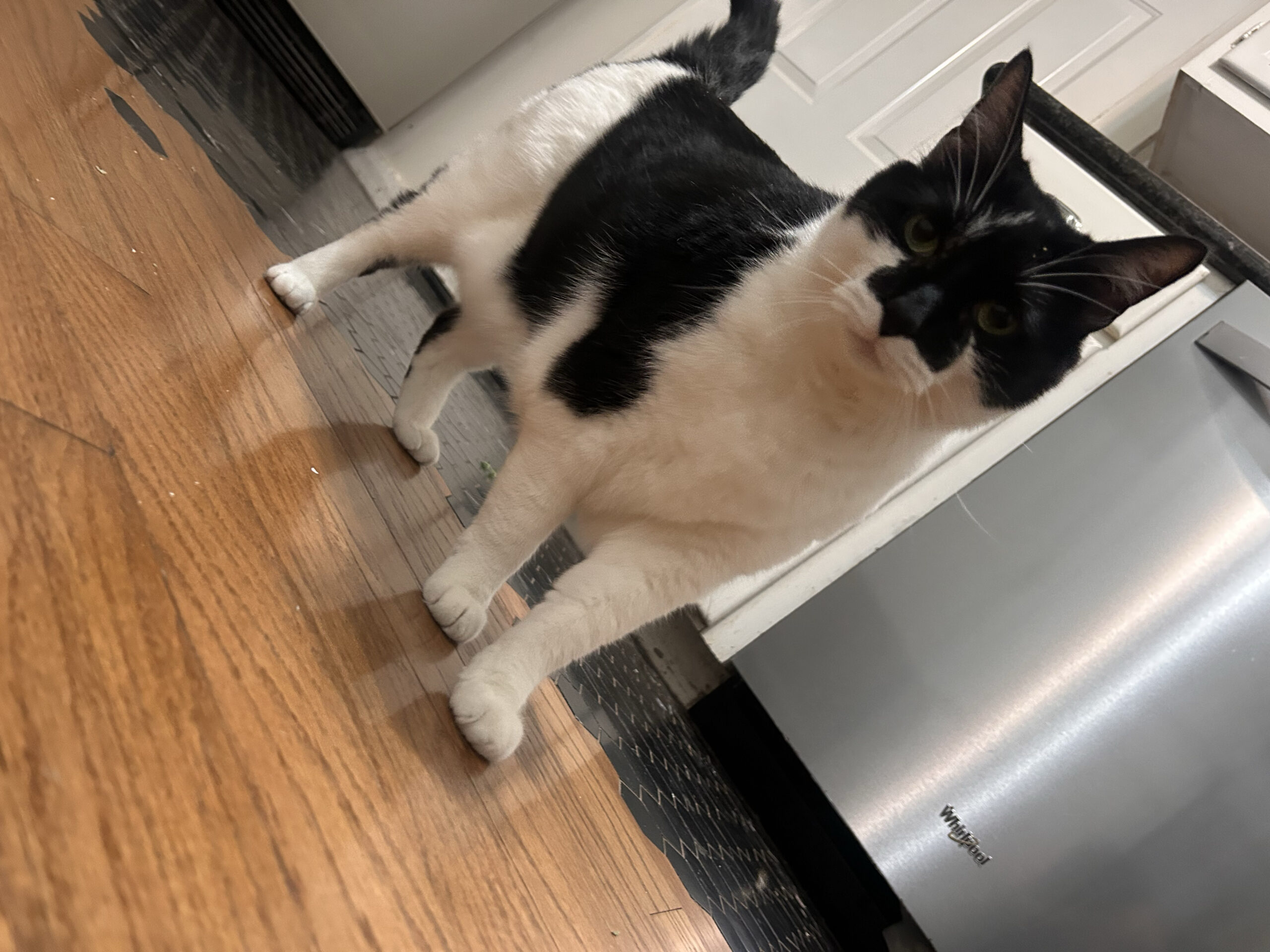 Fresh cat nip: Fish