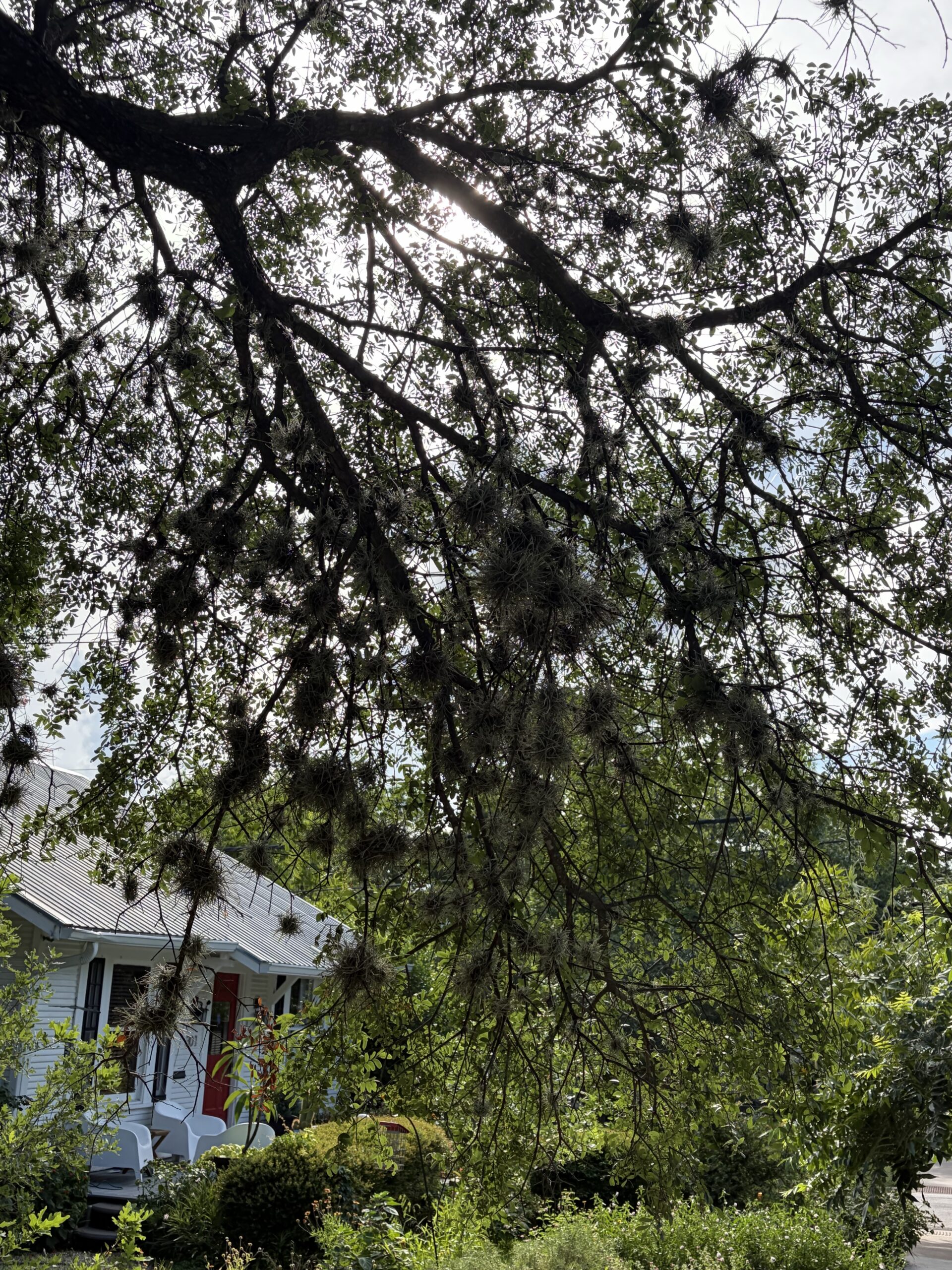 Tree Fuzz Balls