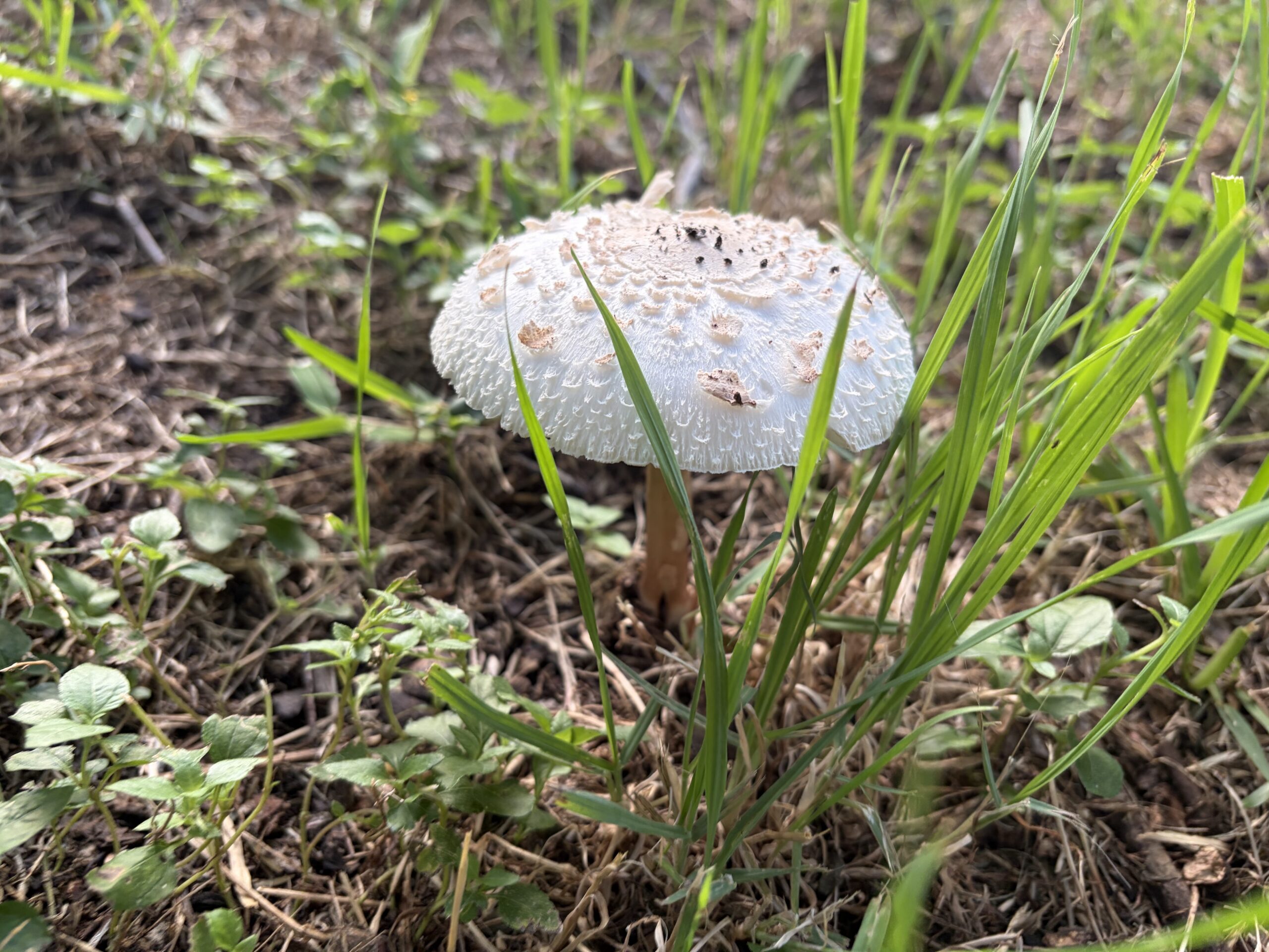 Yard Mushroom is Creepy