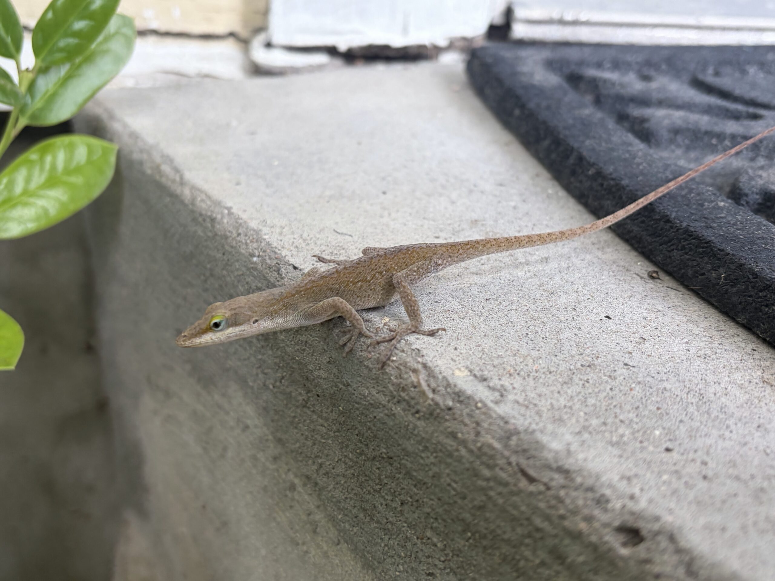 Front Porch Adventurer