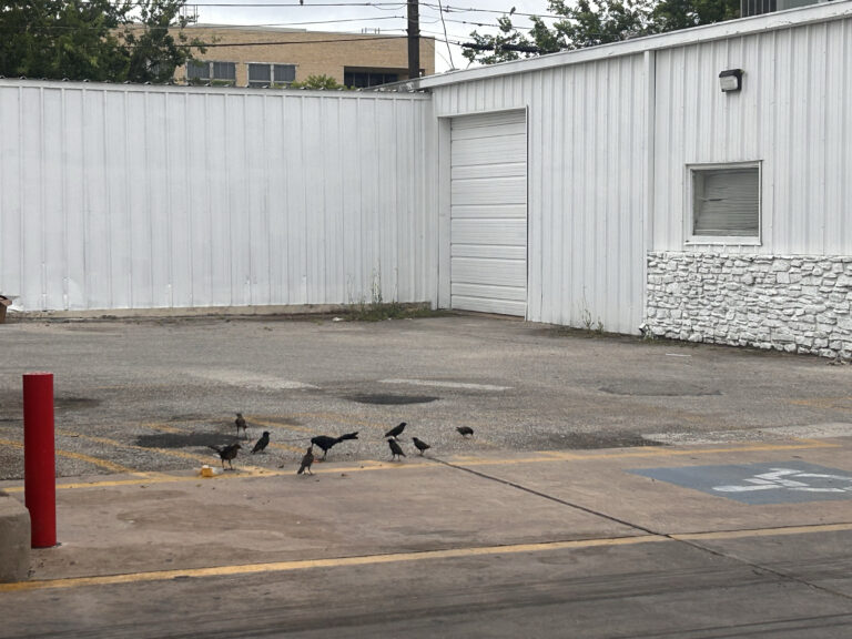 Convenience Store Birds