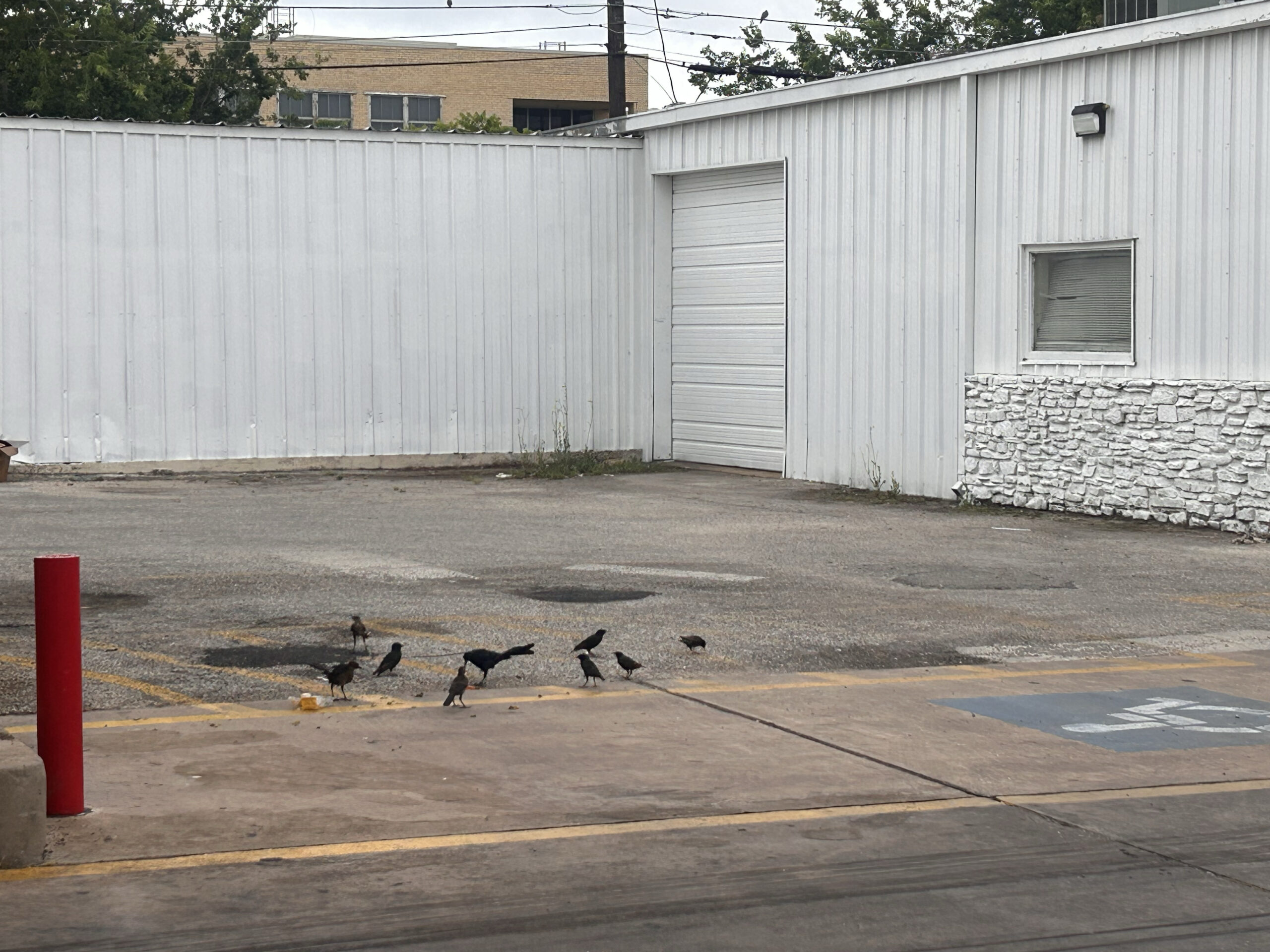Convenience Store Birds