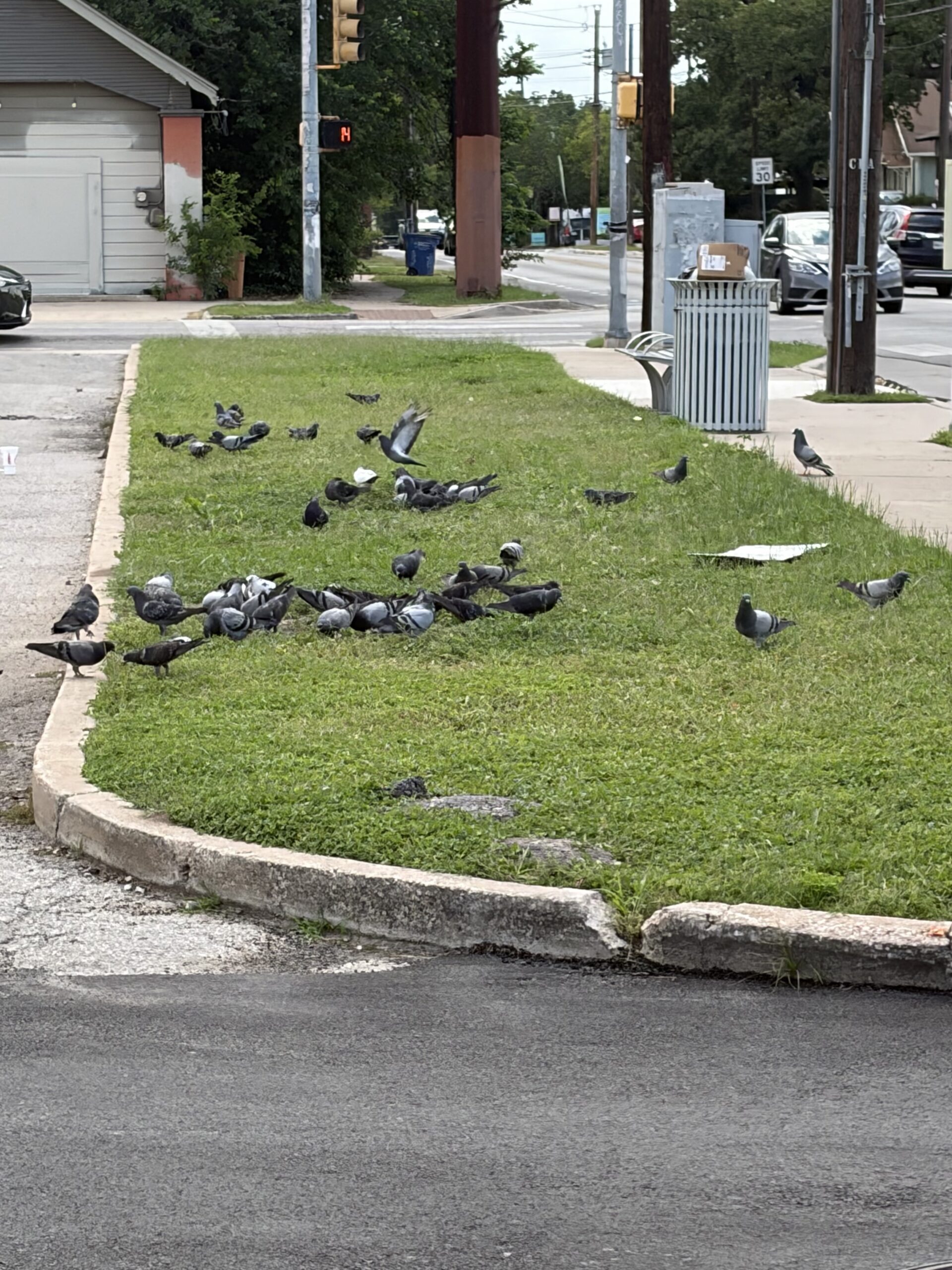 Haji’s Birds