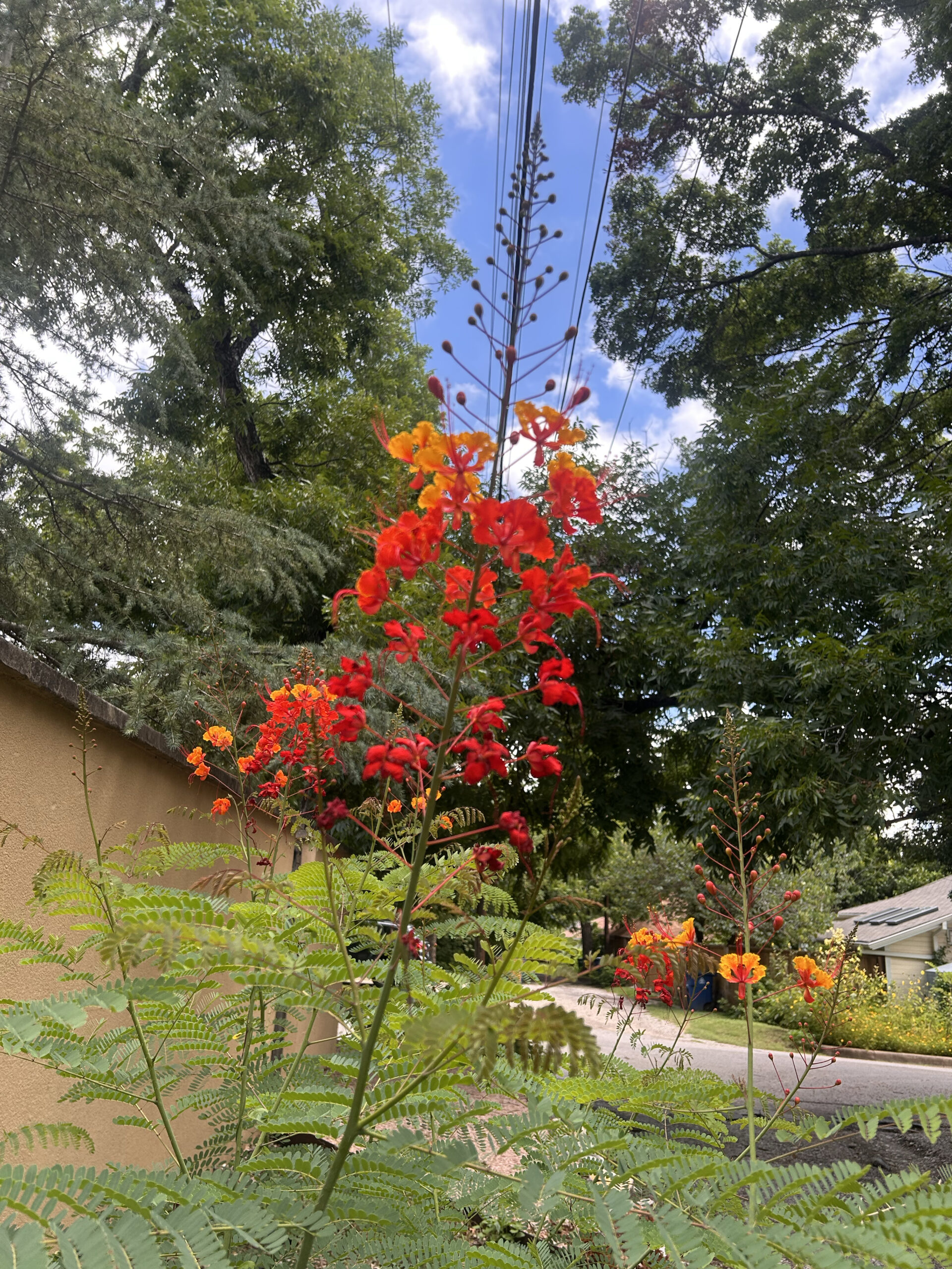 Red & Orange