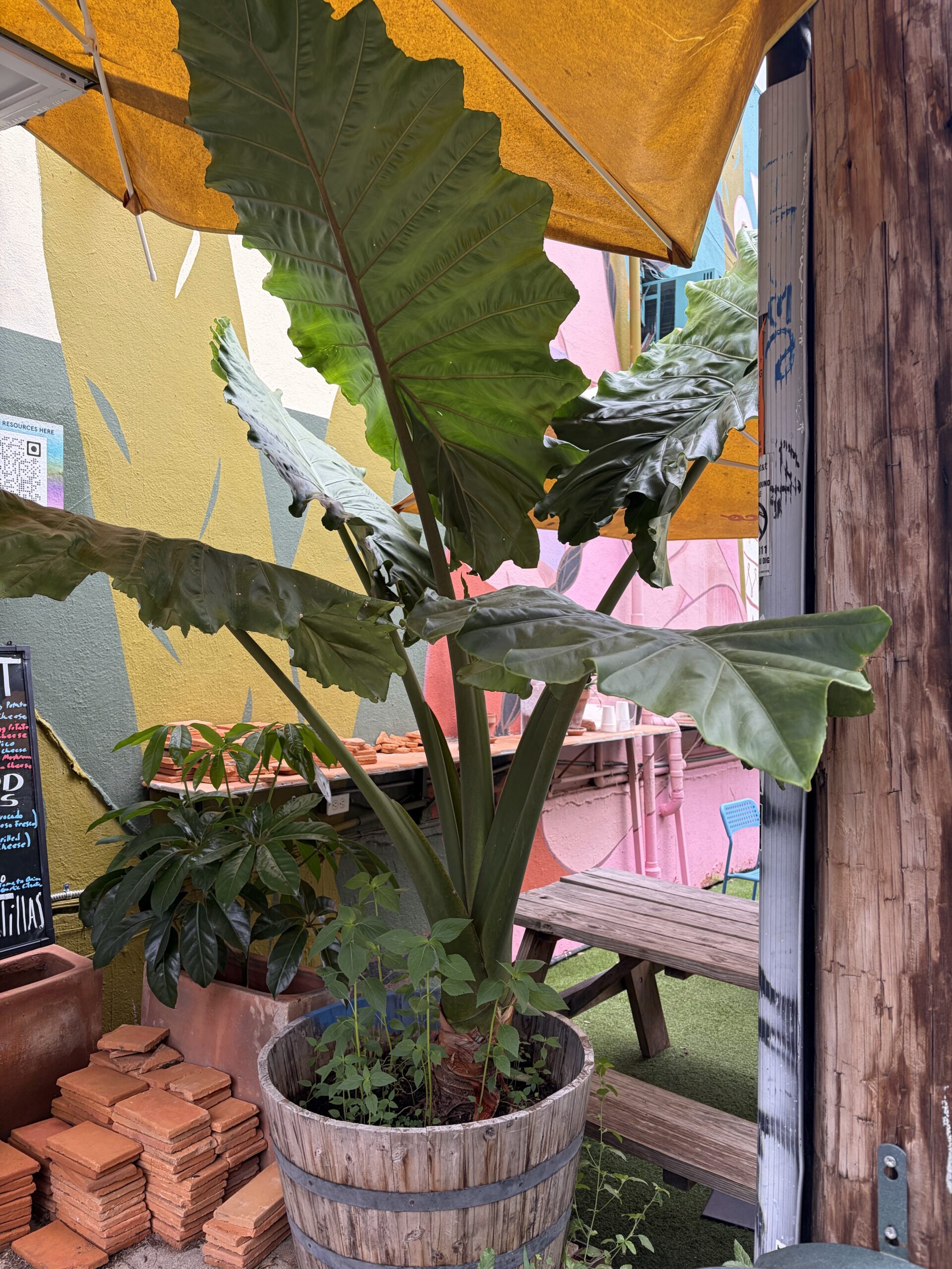 Huge Leaves