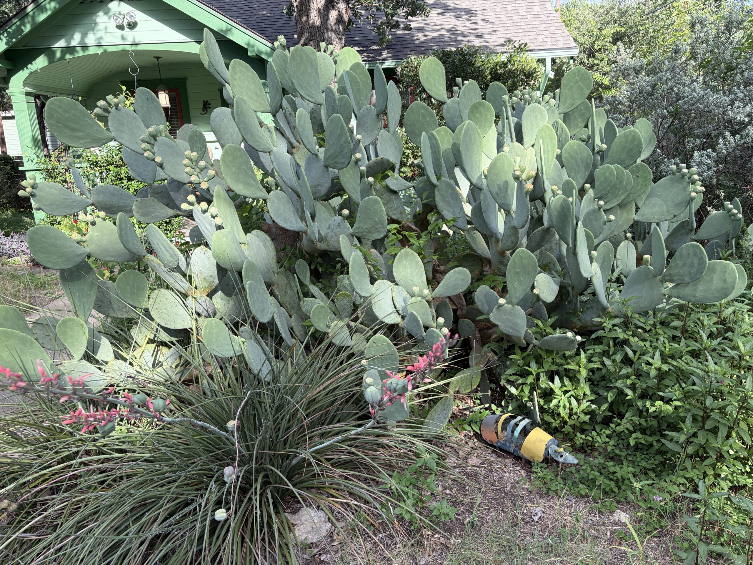 Cactus and an Armadillo