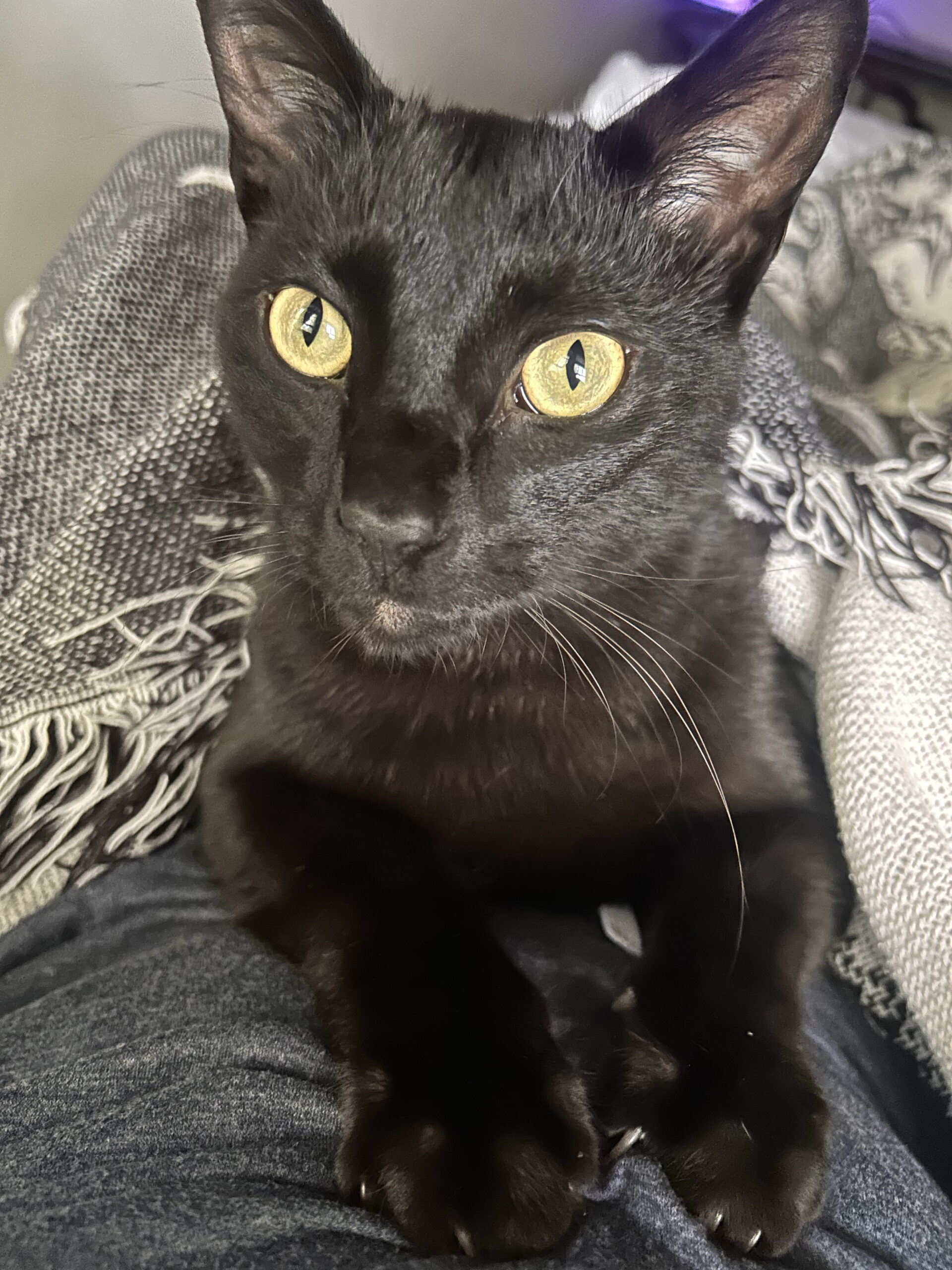 Handsome