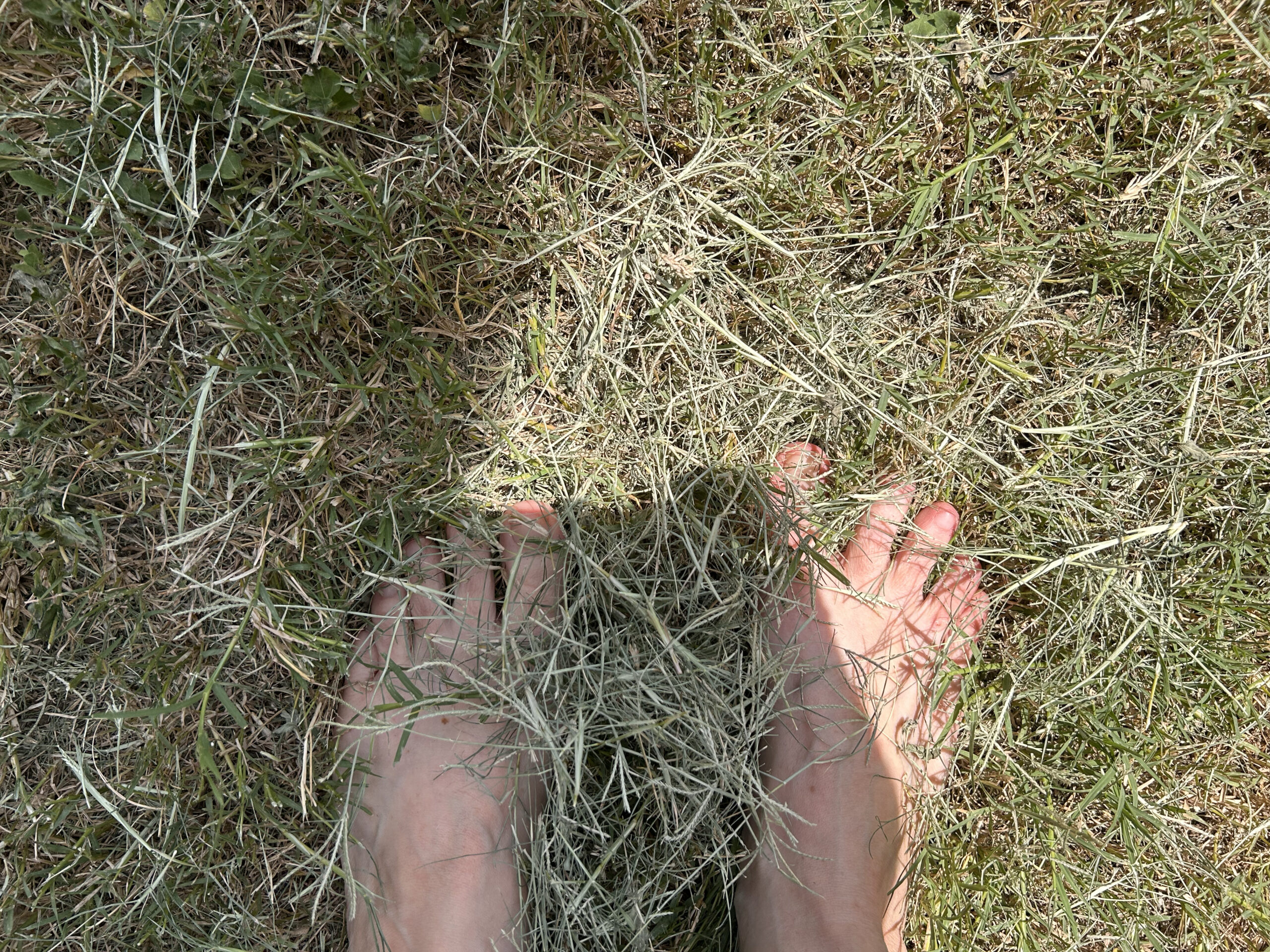 Toes in the Grass