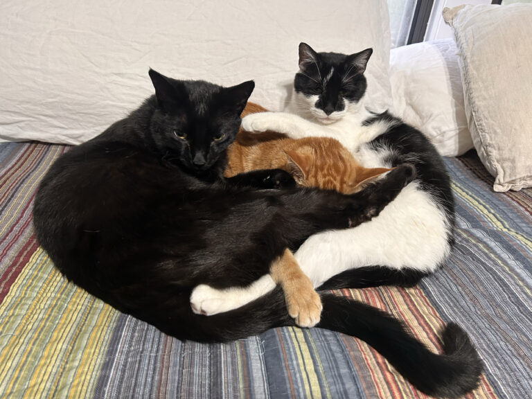 The Crew