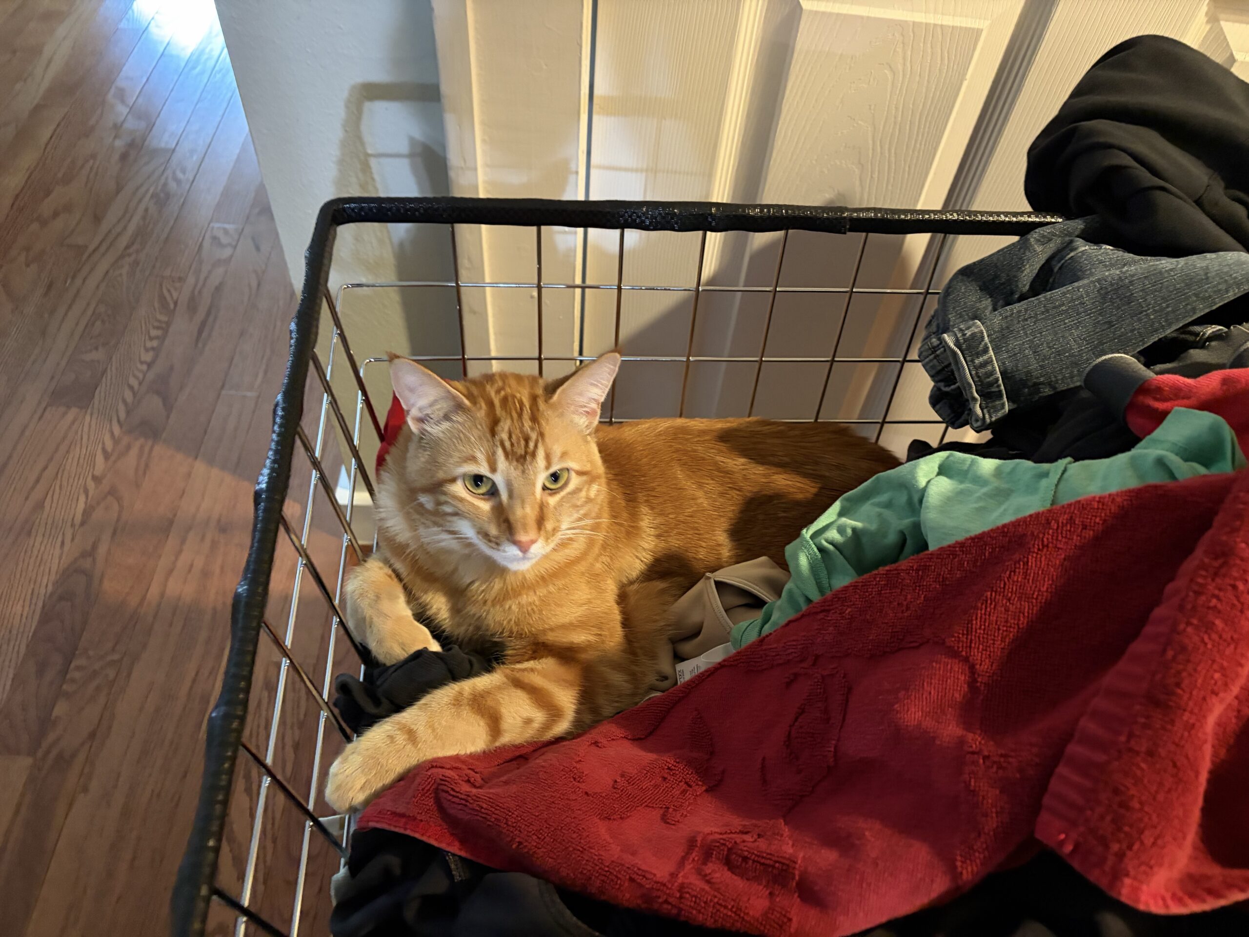 Laundry King