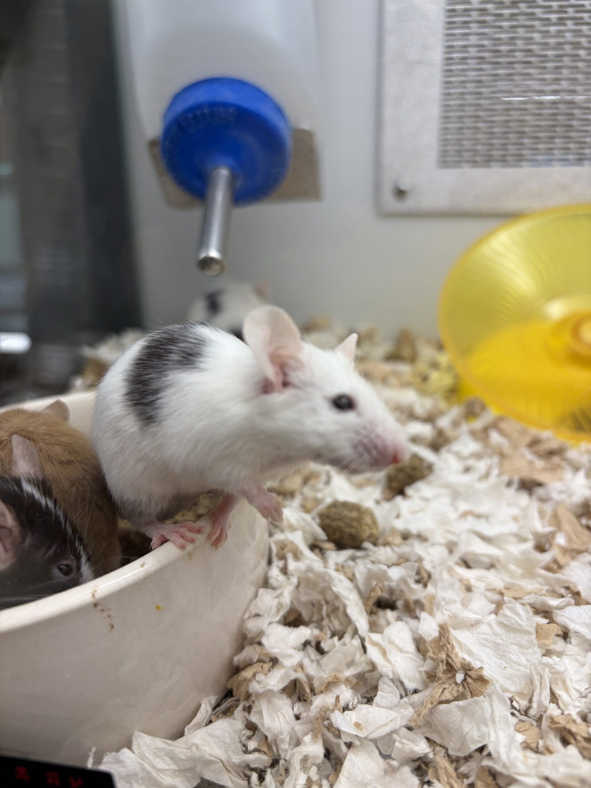 Petco Mouse