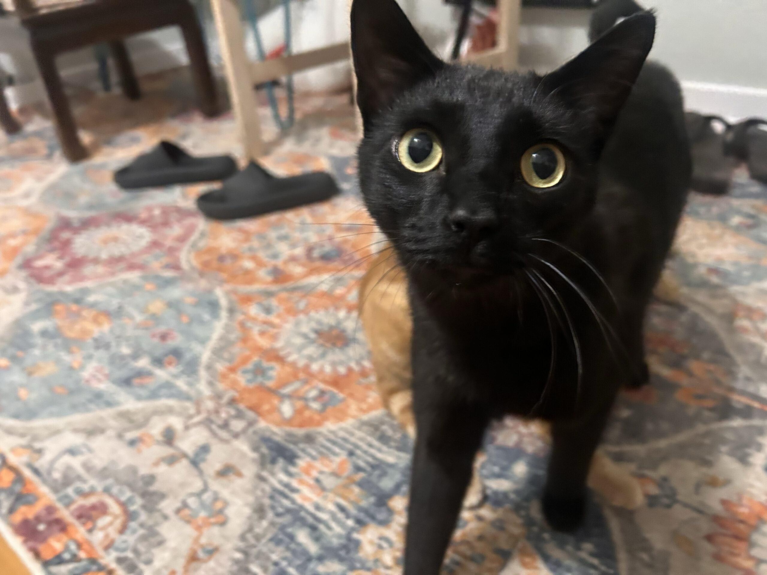 Panther