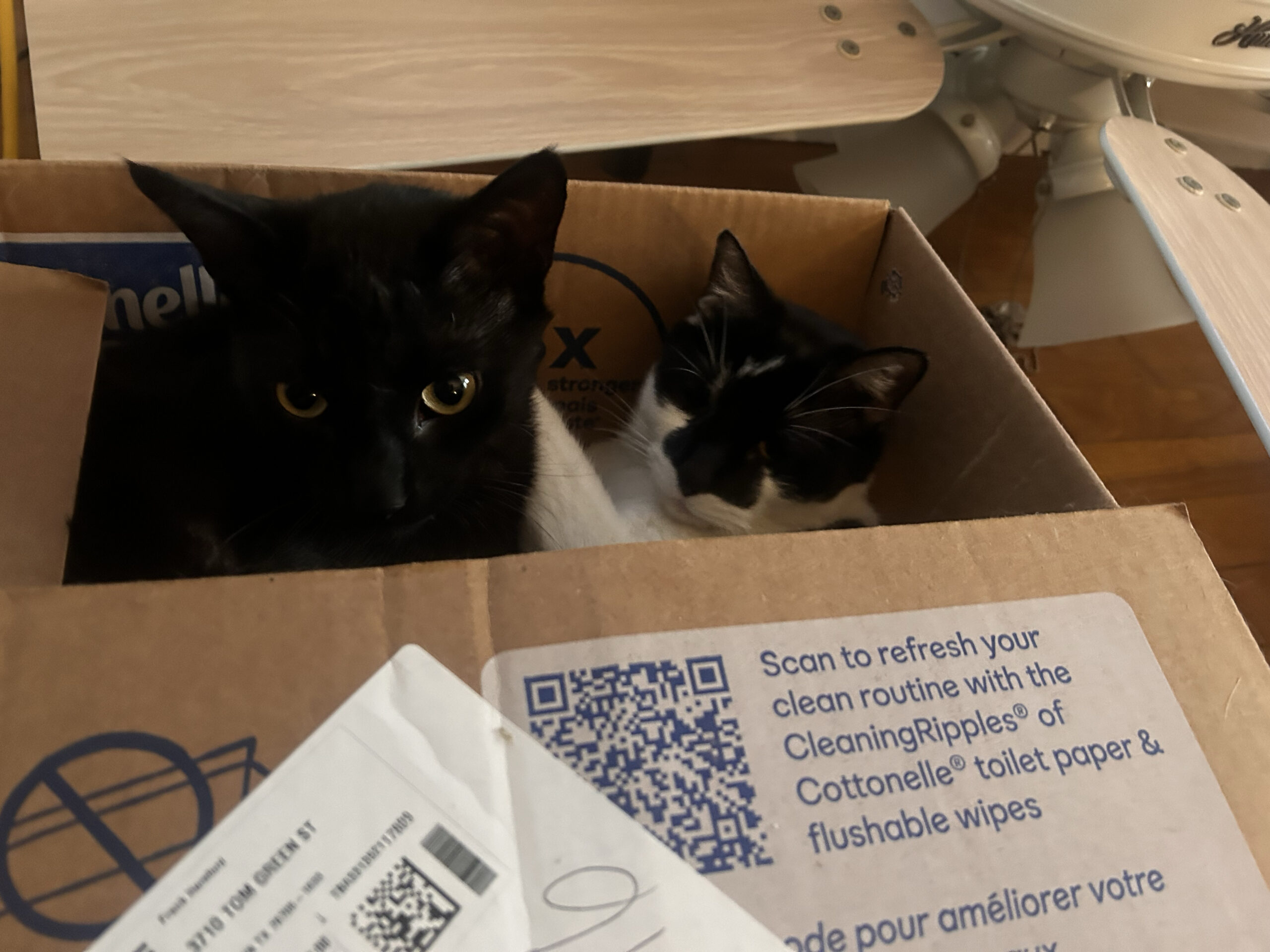 Cat Delivery
