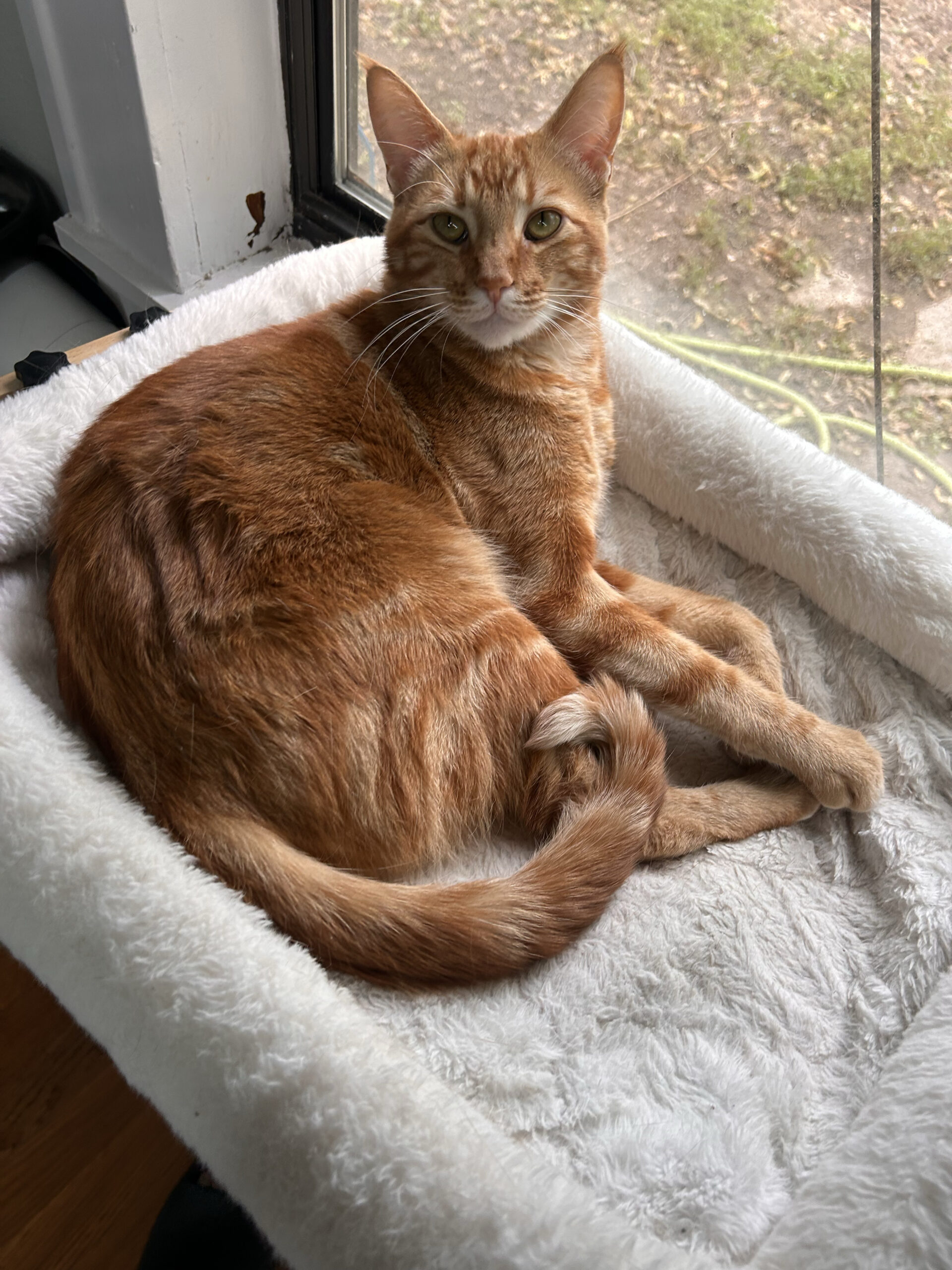 Big Orange