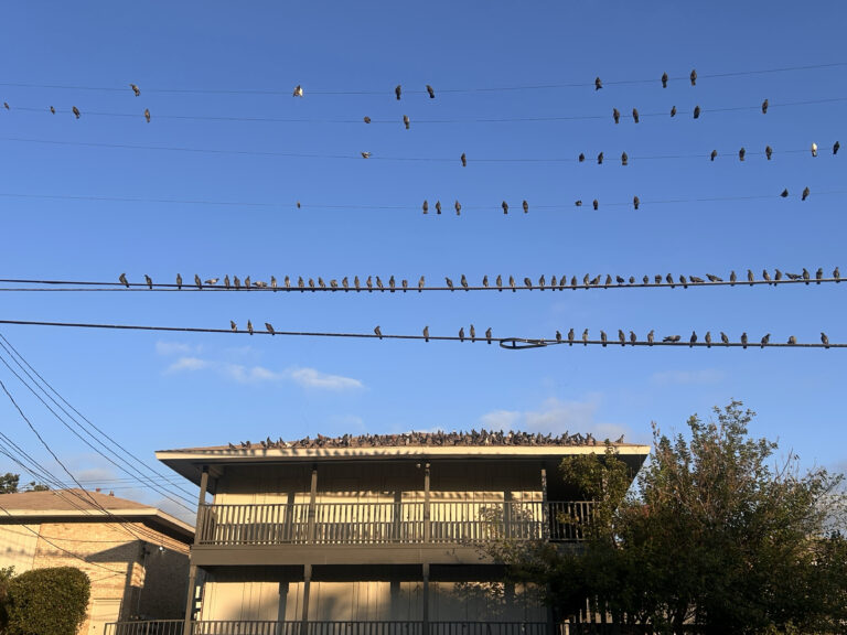 Birds
