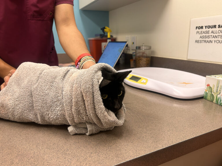 Burrito Cat