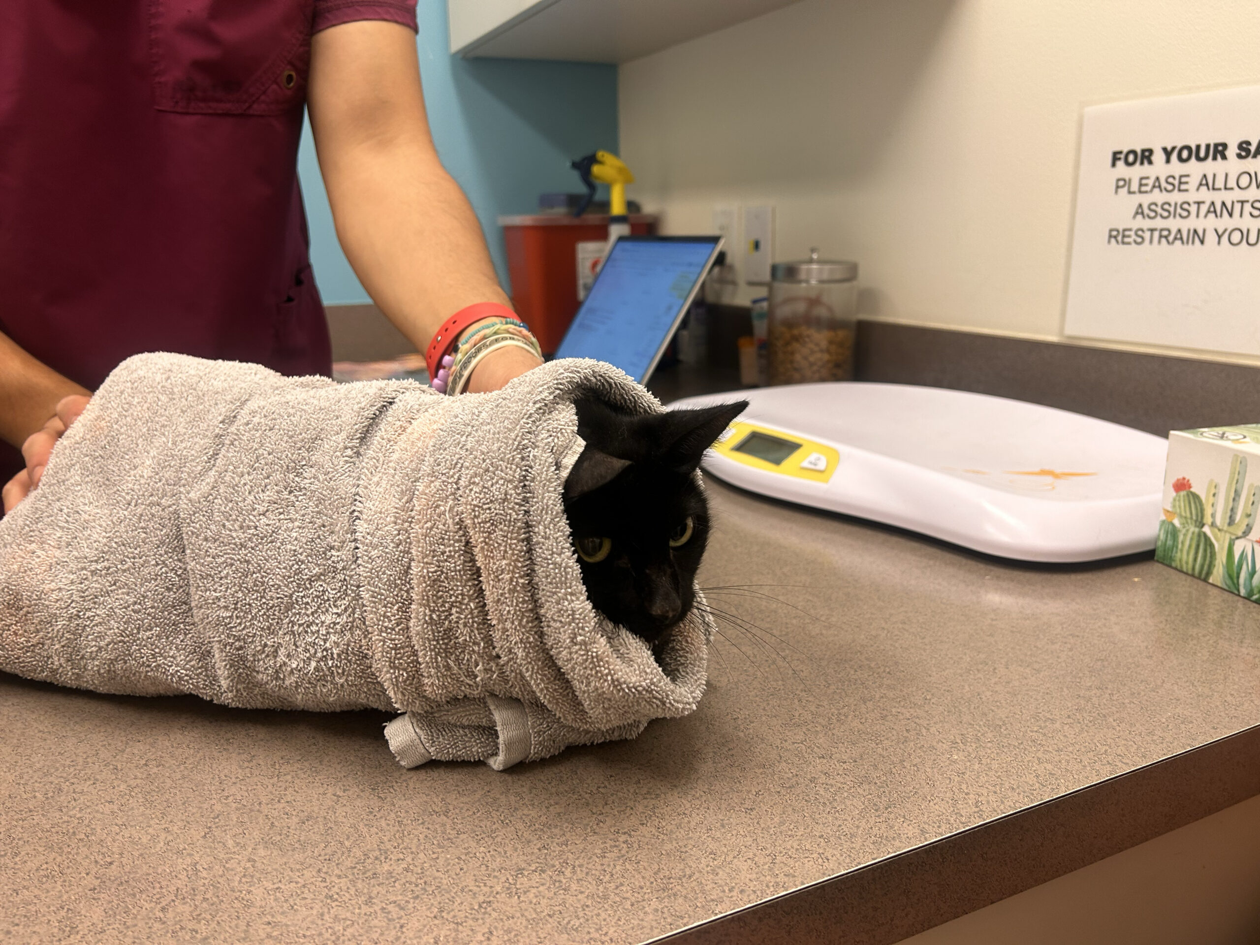 Burrito Cat