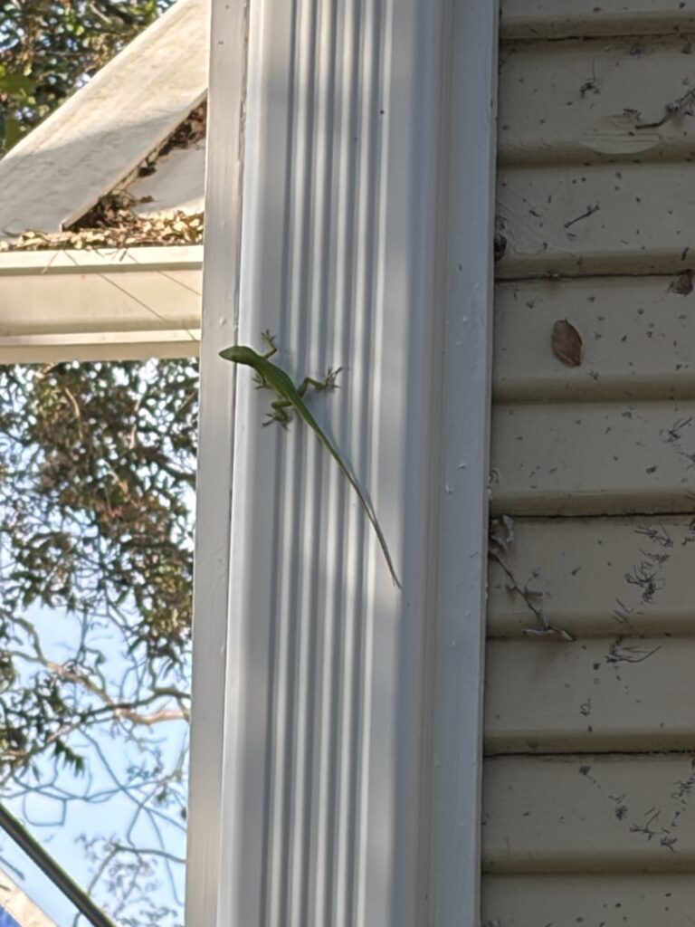 Long Tail Lizard