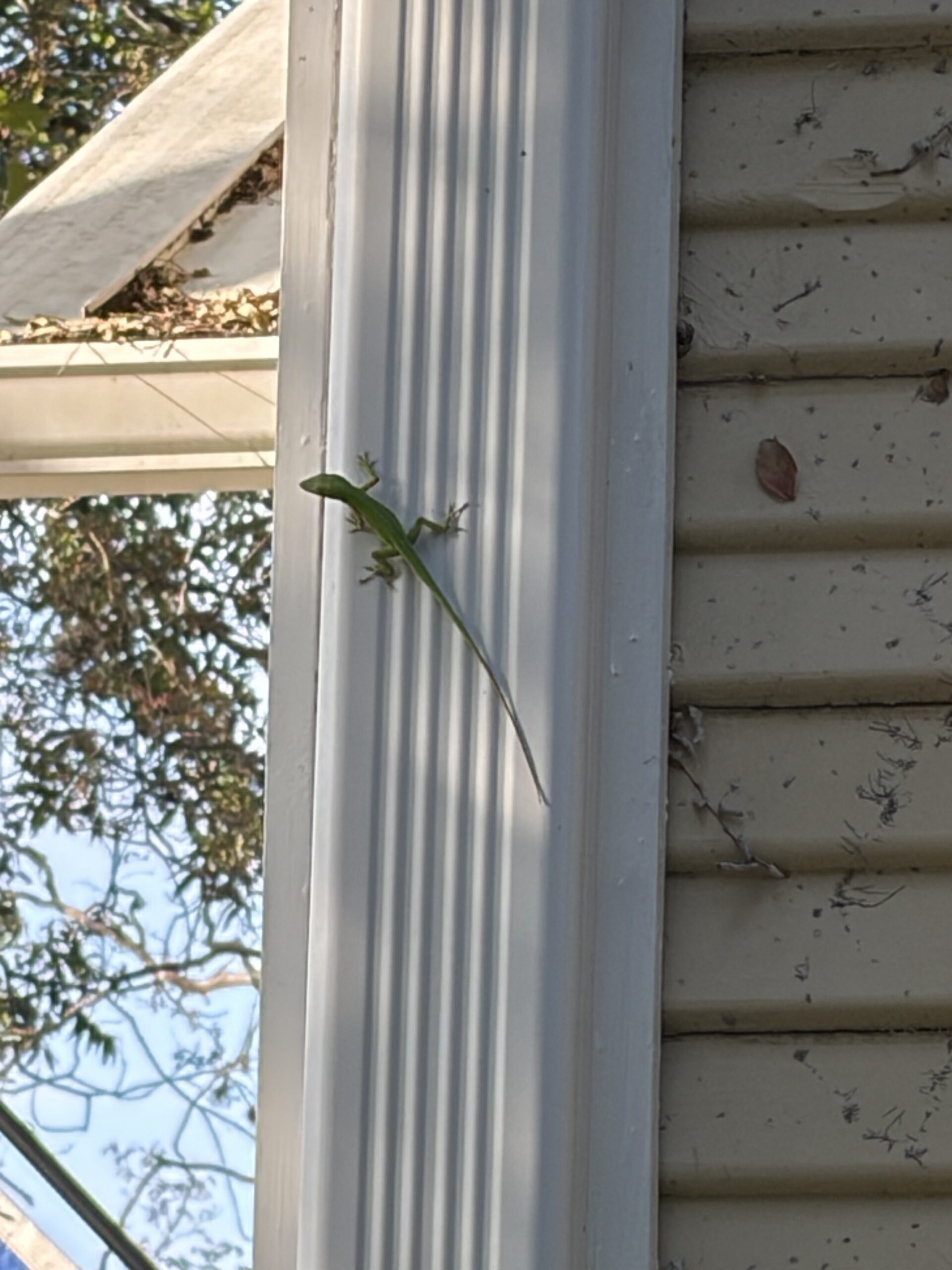 Long Tail Lizard