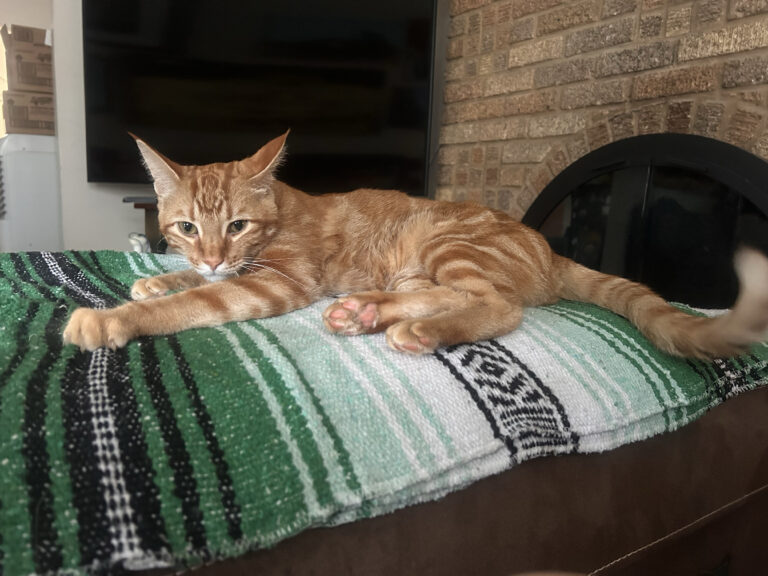 House Tiger