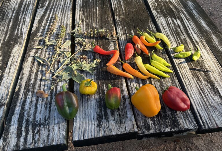 Found Vegetables