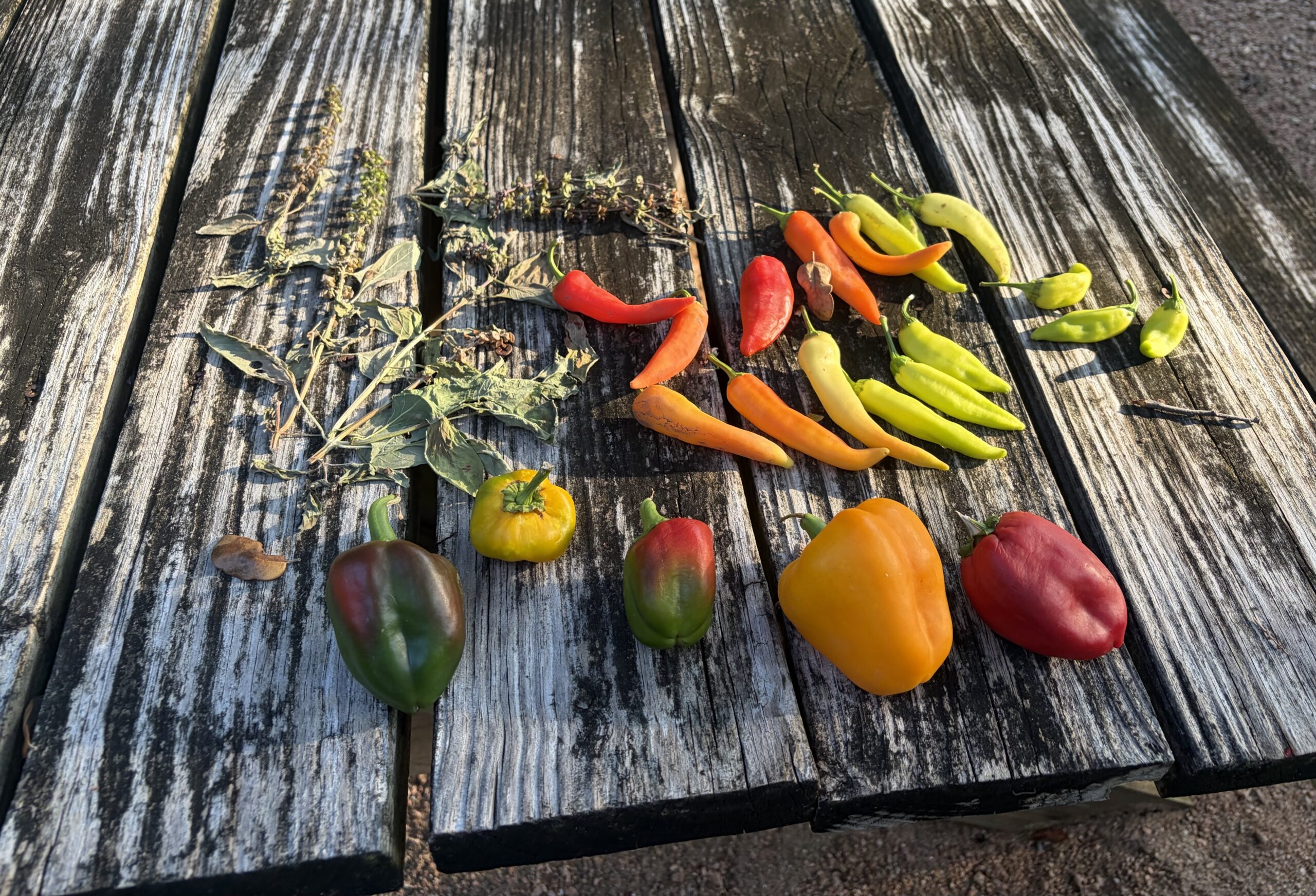Found Vegetables