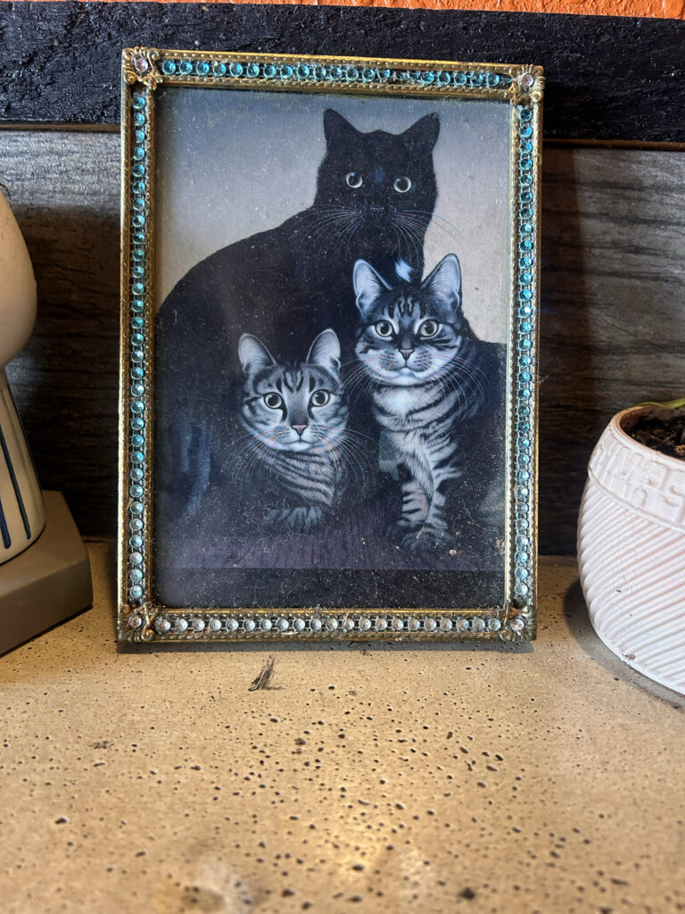 Cat Portrait
