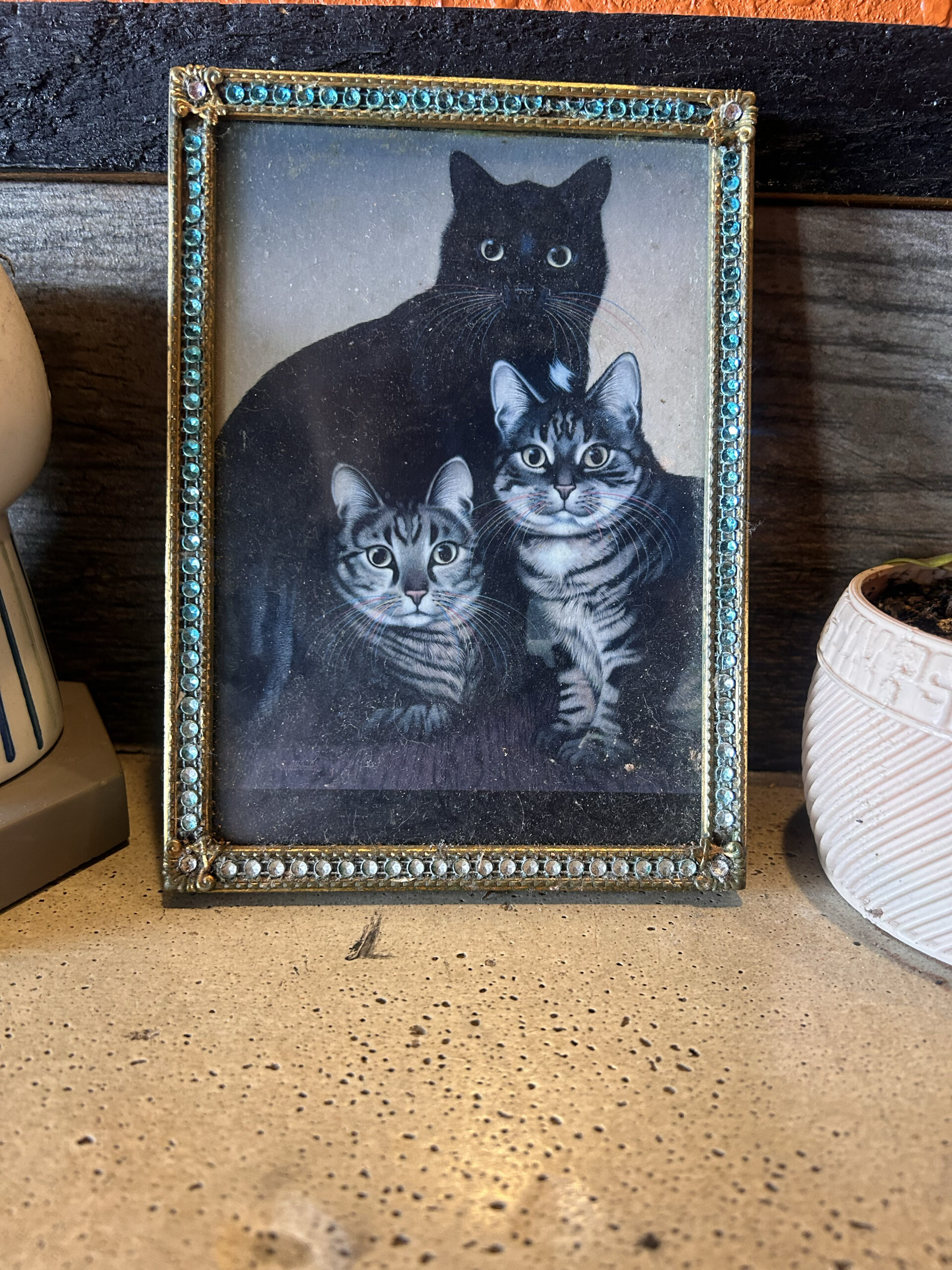 Cat Portrait